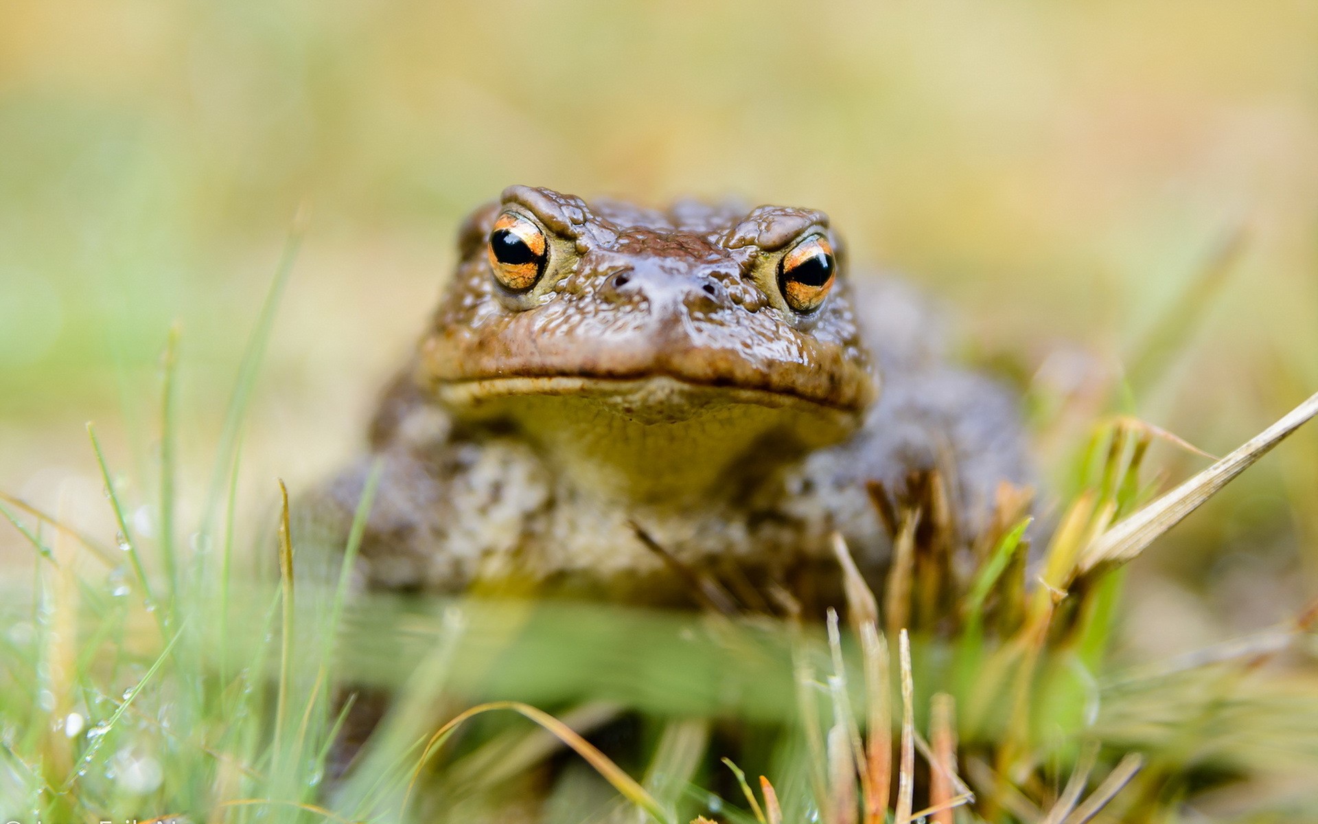 Closeup of a frog in grass HD Wallpaper