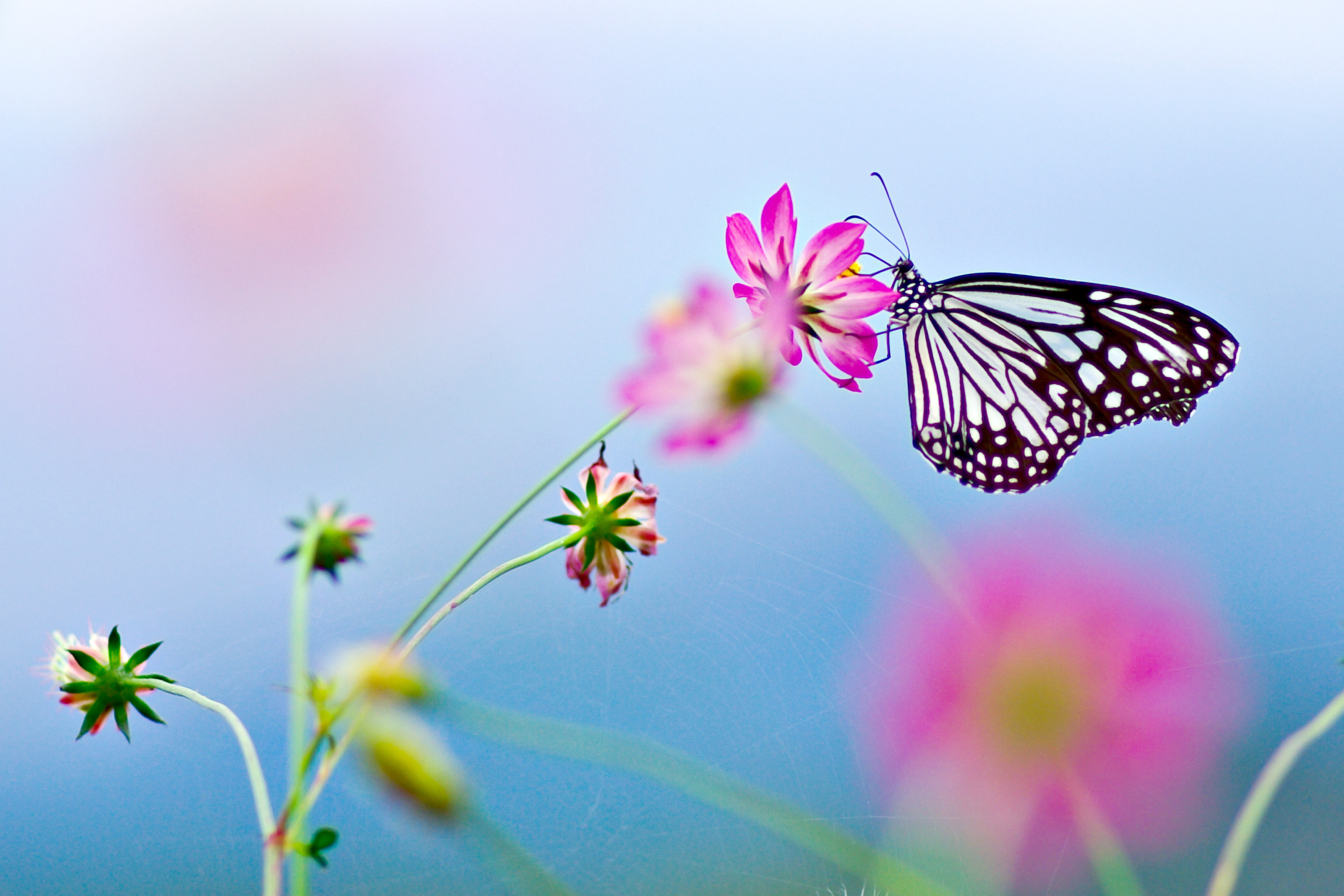 Butterfly on a pink flower HD Wallpaper