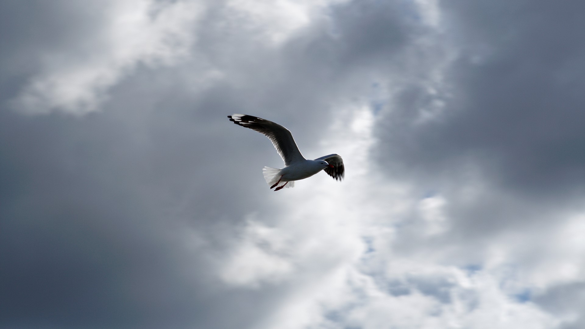 Seagull flying in cloudy sky HD Wallpaper