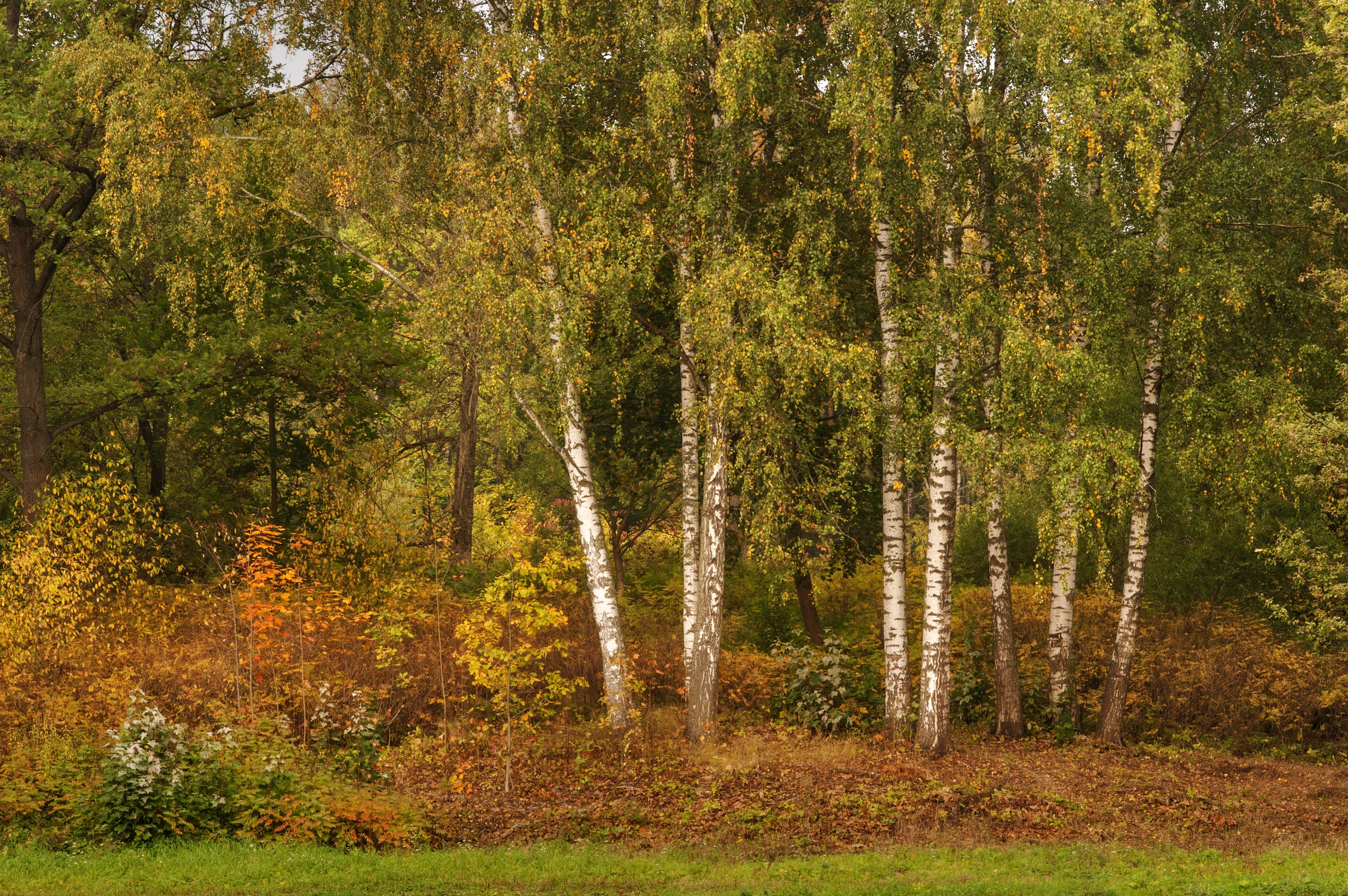 Autumn park in Pavlovsk, Russia with birch trees HD Wallpaper