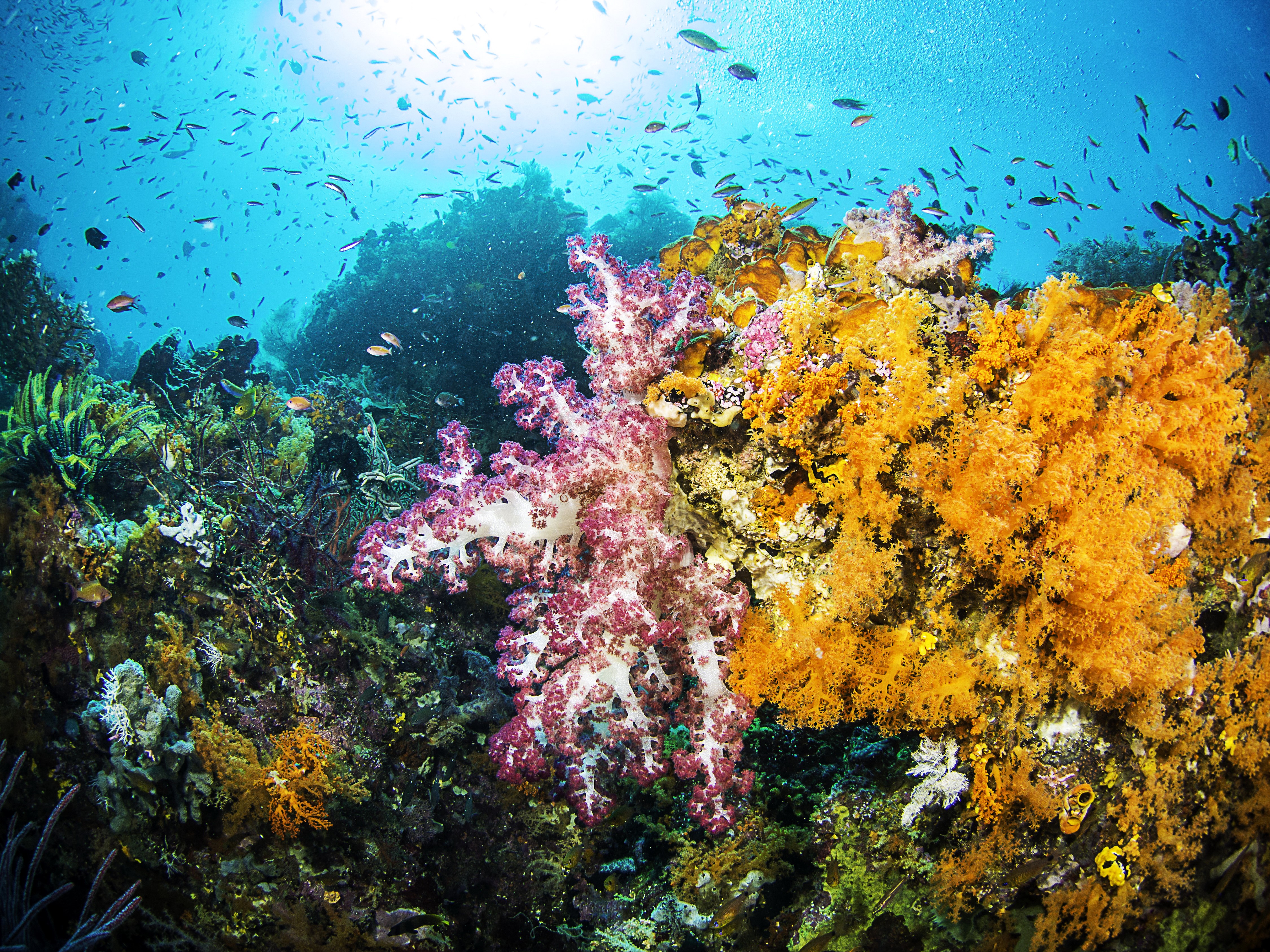4K Underwater World with Corals and Fish HD Wallpaper