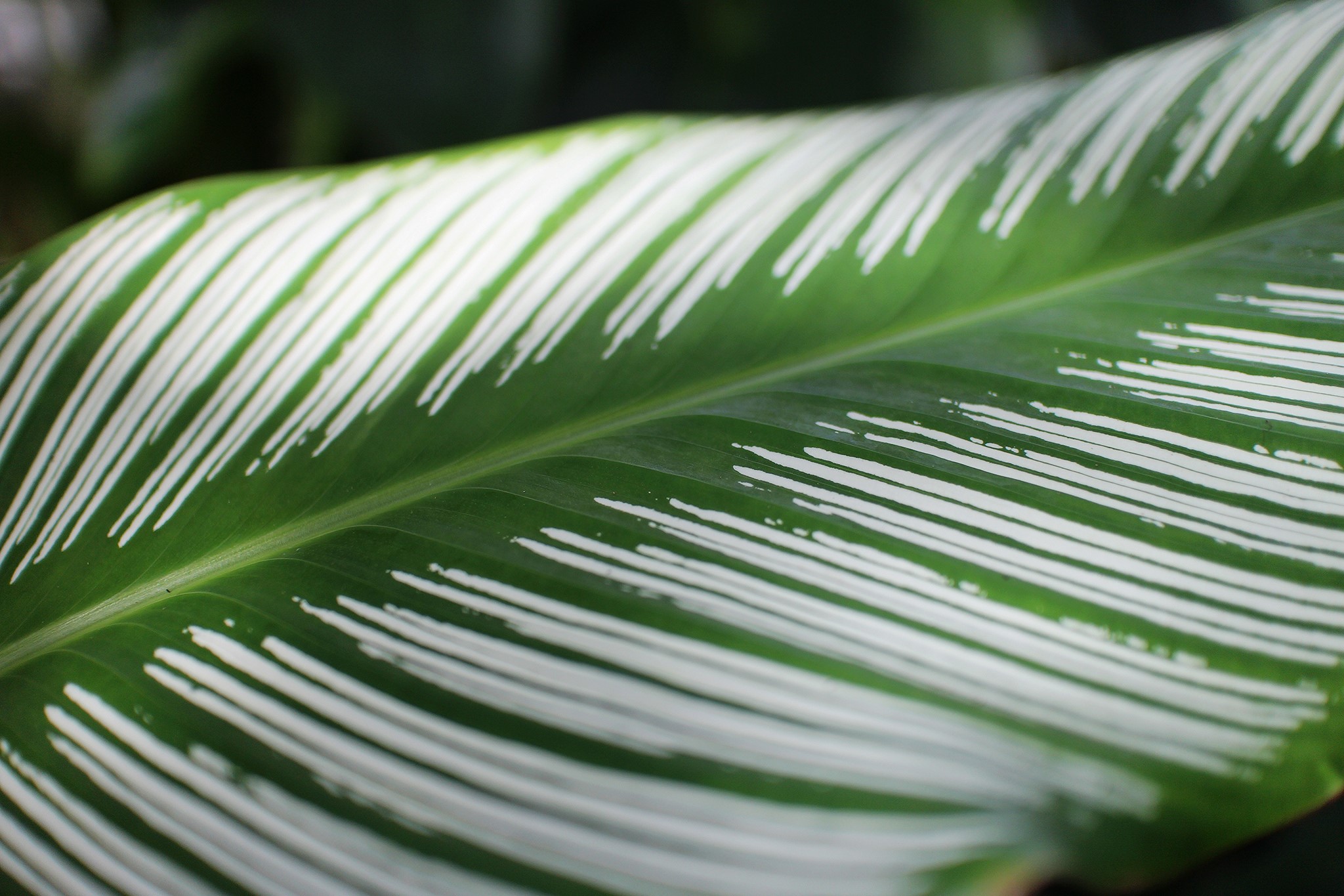 Closeup of a green leaf with white stripes HD Wallpaper