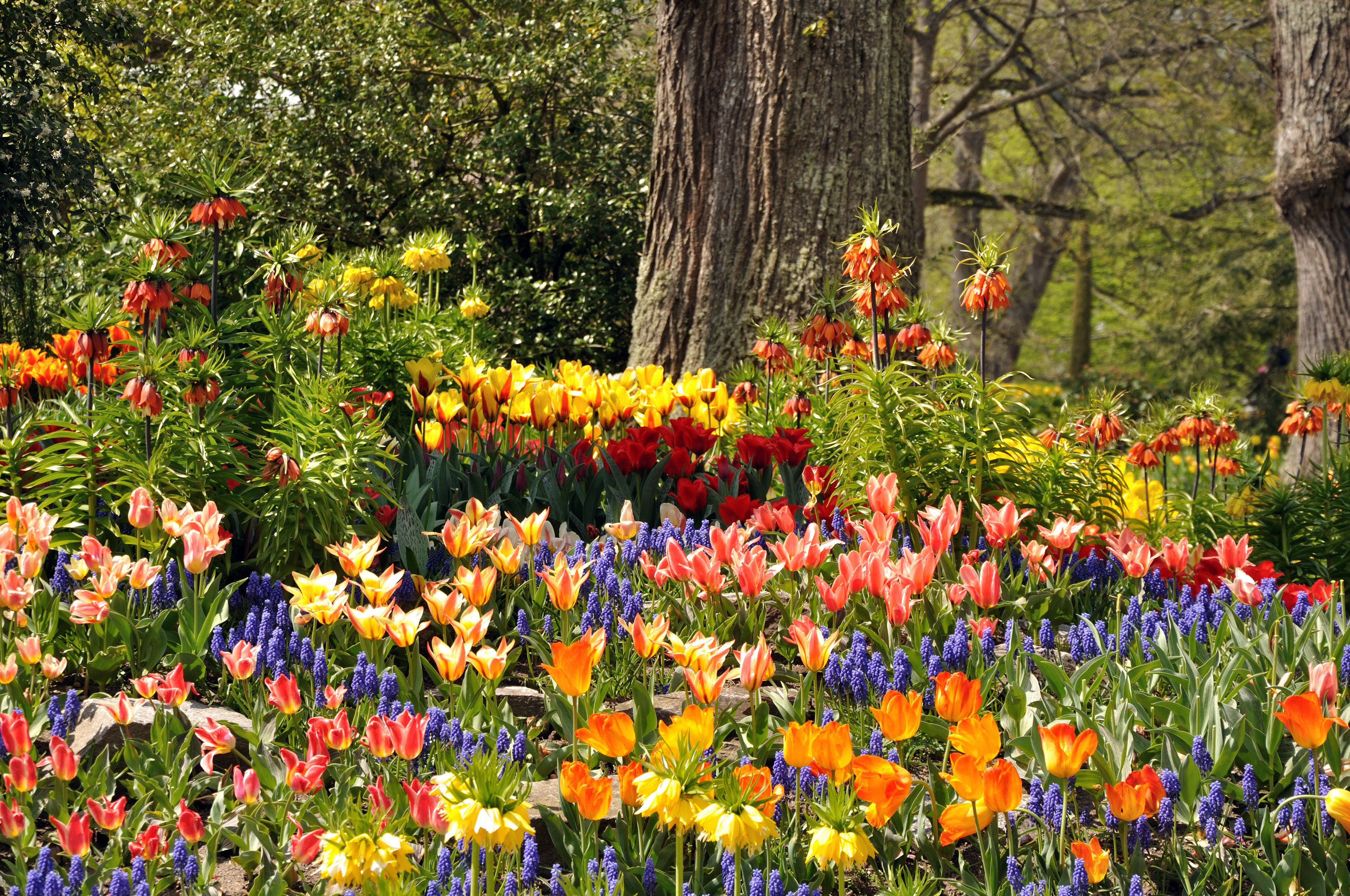 4K Tulips and Fritillaria in Mainau, Germany HD Wallpaper