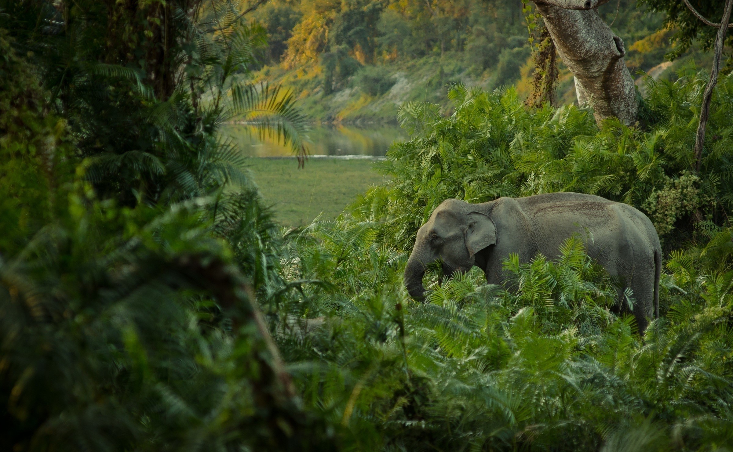 Elephant in a dense jungle near a river HD Wallpaper
