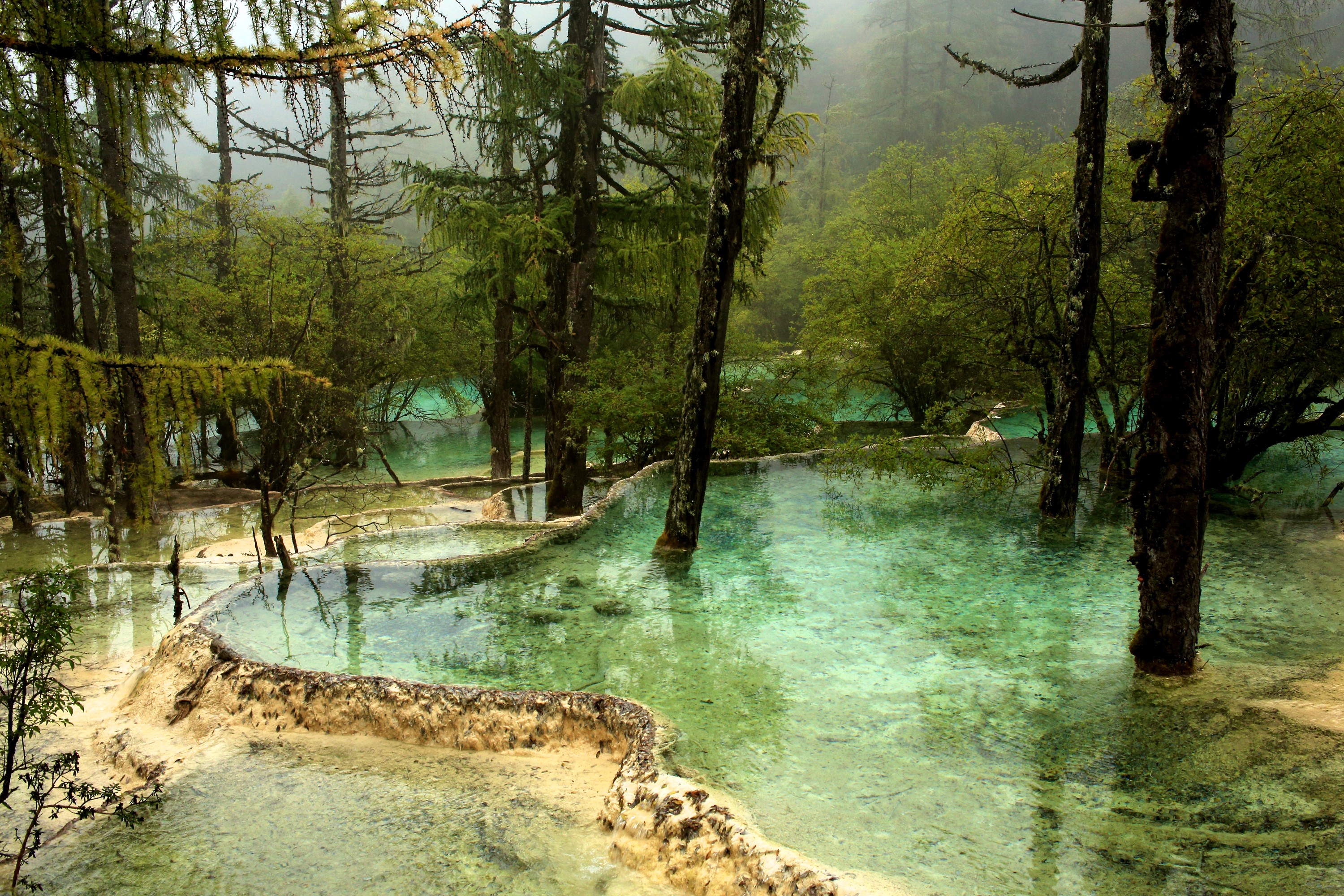 Terraced pools and trees in a misty forest HD Wallpaper