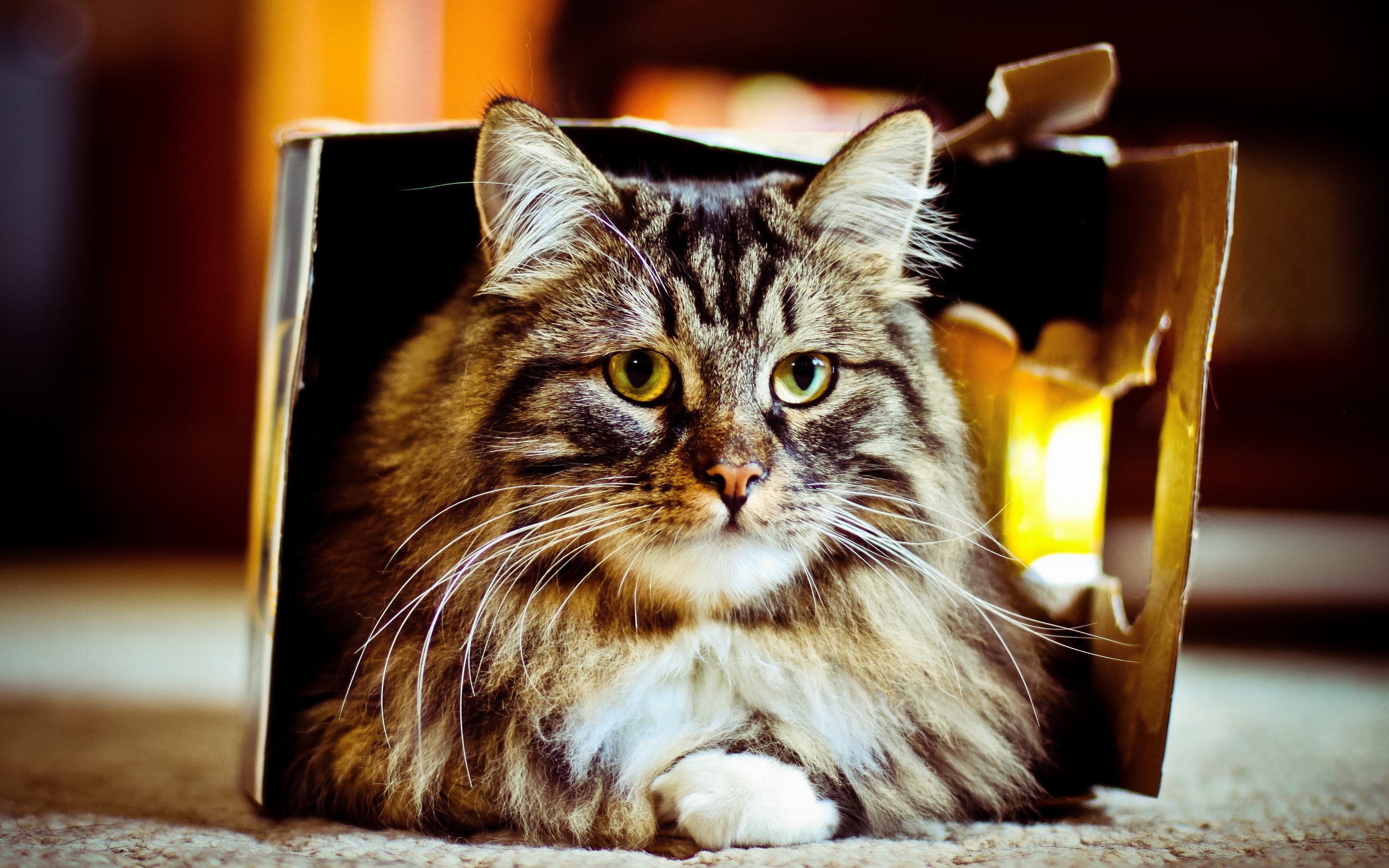 Fluffy cat with green eyes in a cardboard box HD Wallpaper