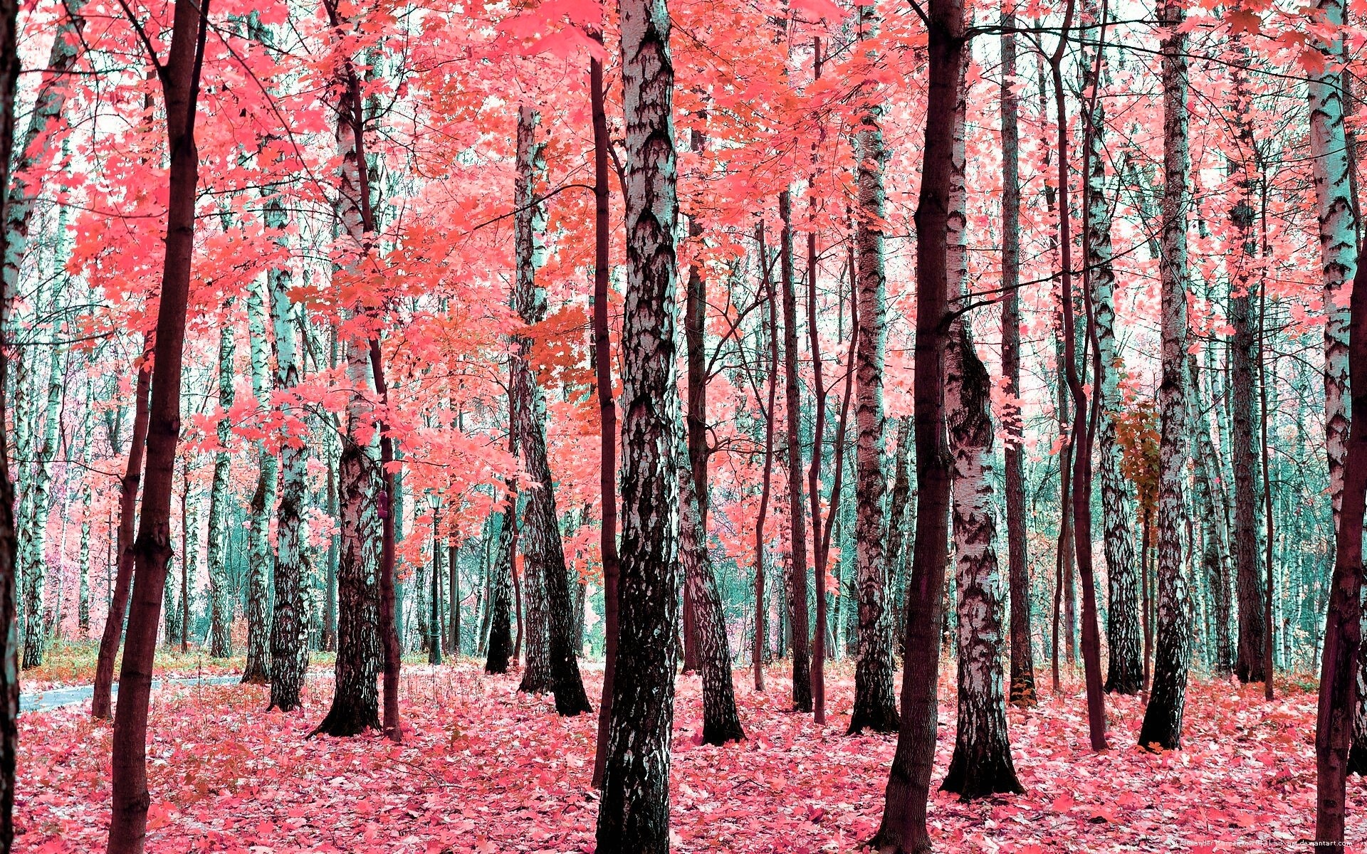 Pink autumn forest with birch trees HD Wallpaper