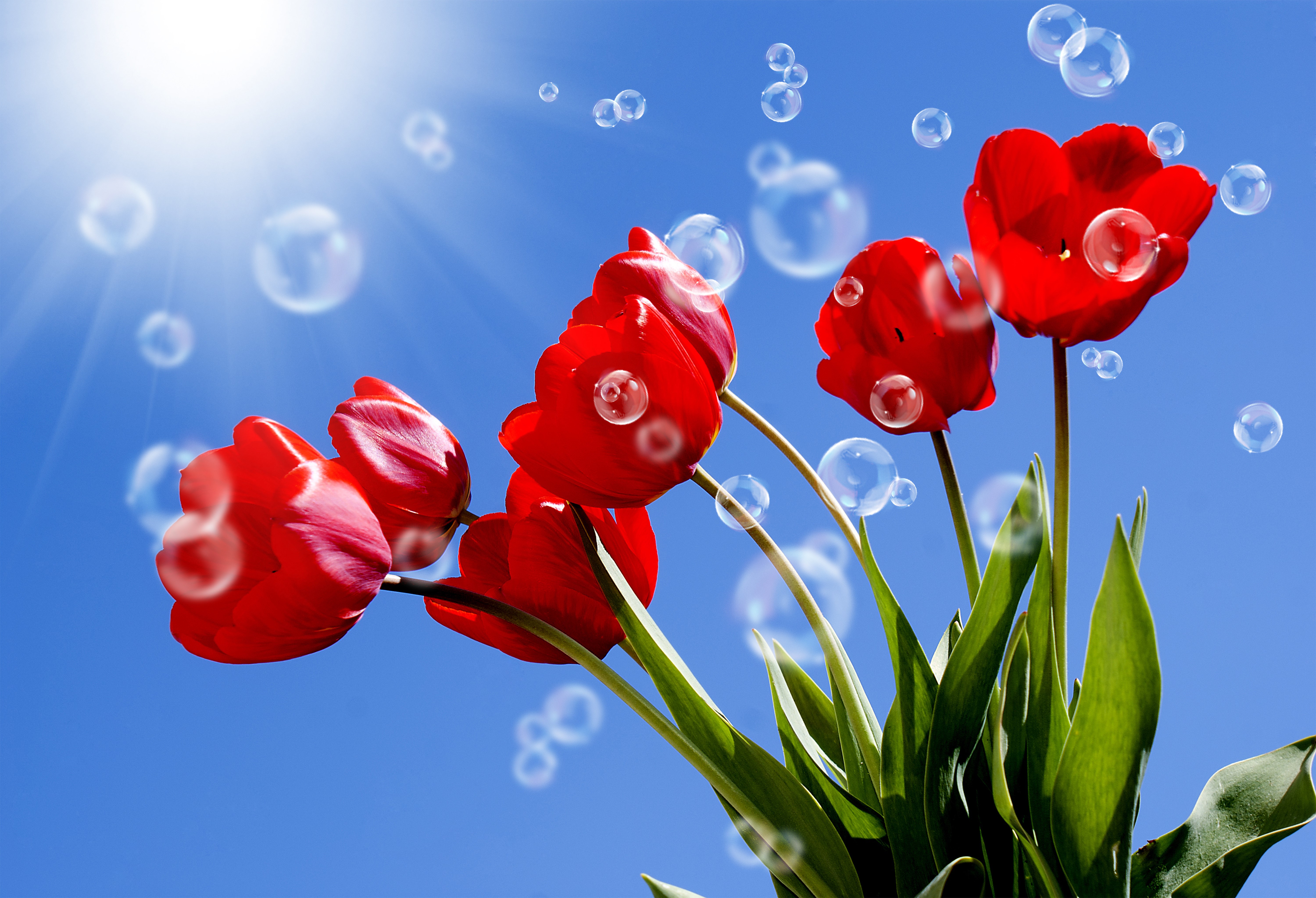 Red Tulips with Bubbles and Sun Rays HD Wallpaper
