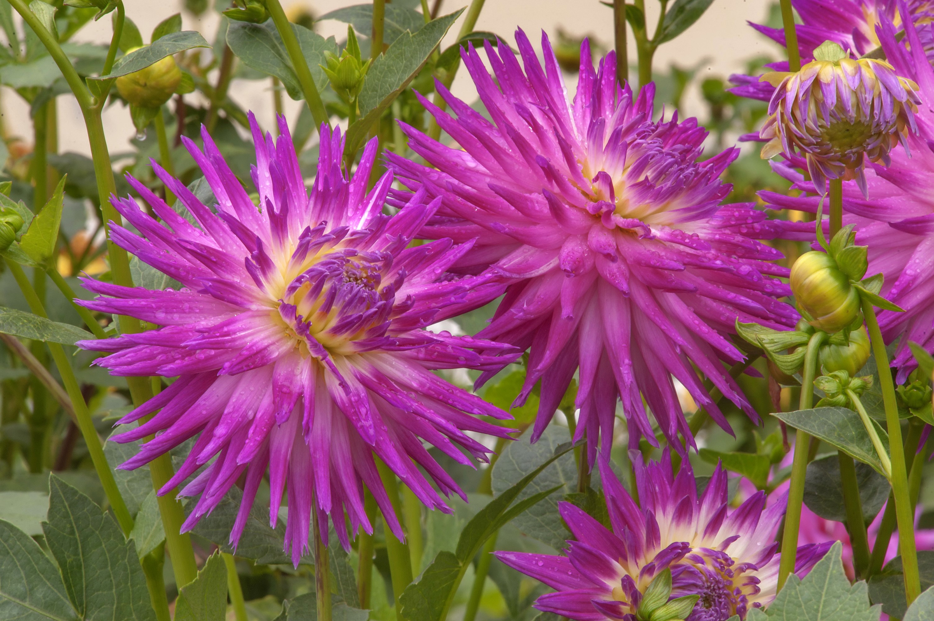Close-up of pink dahlias with buds HD Wallpaper
