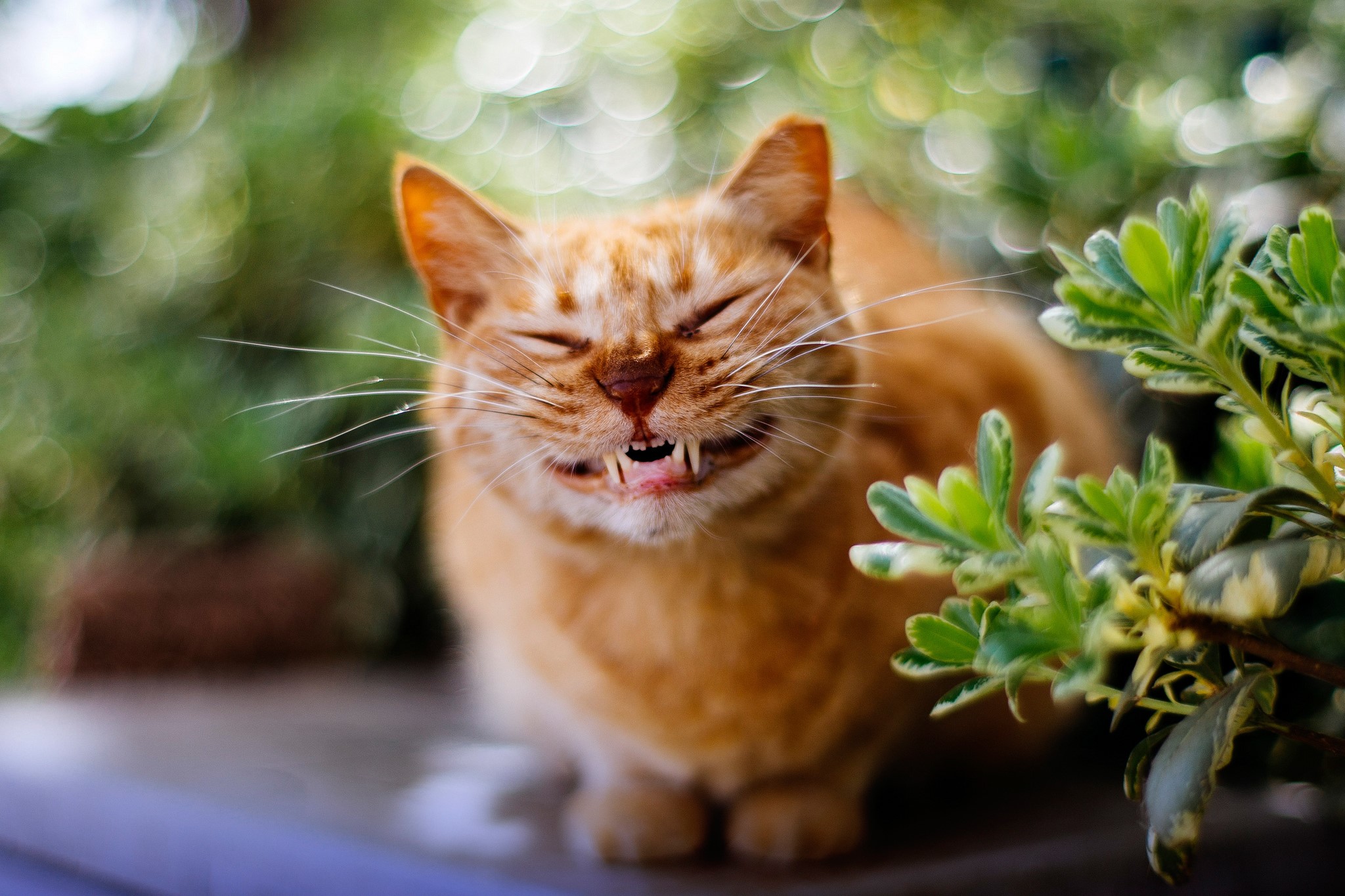 Ginger cat with eyes closed and teeth showing HD Wallpaper