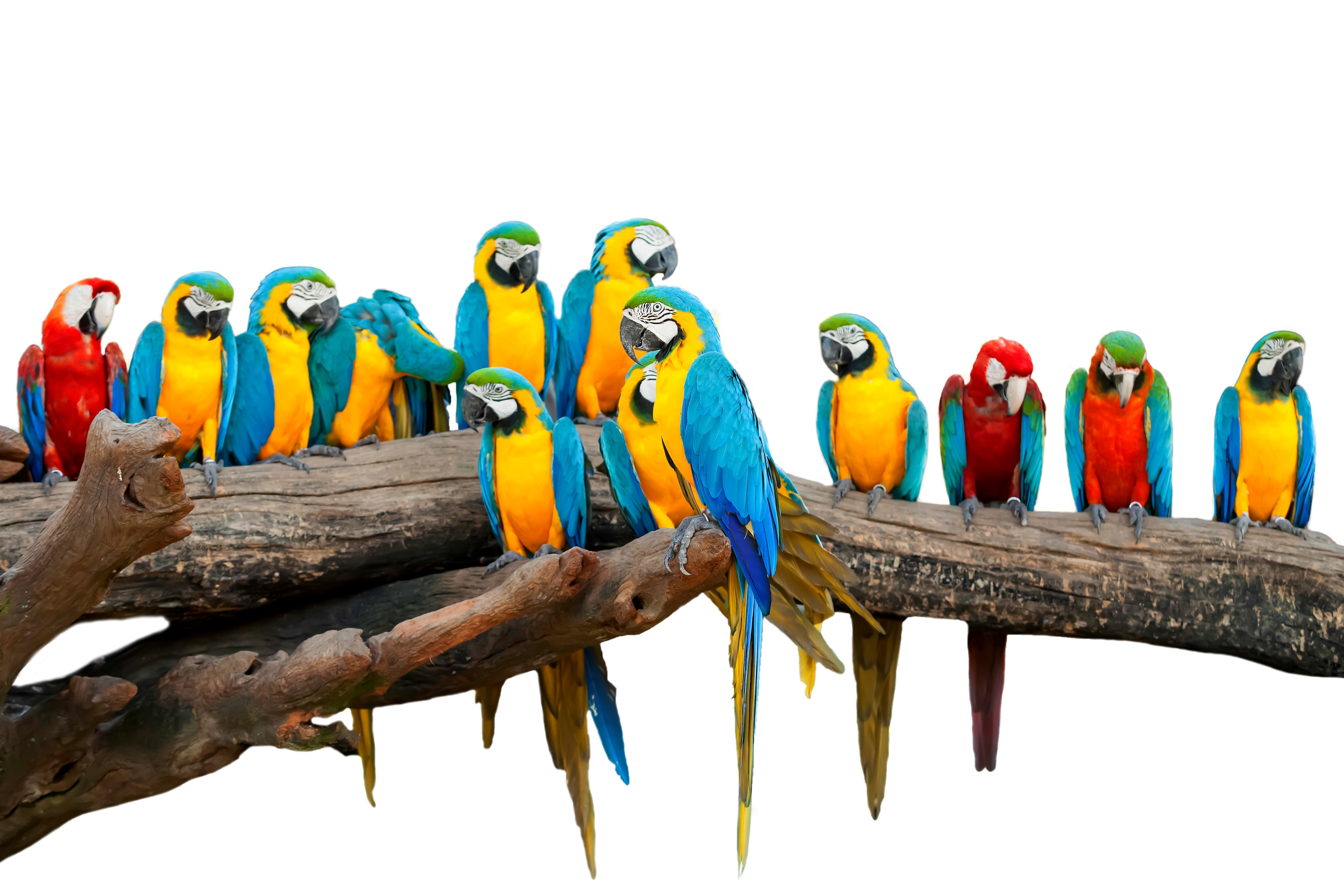 Many Parrots on a Branch HD Wallpaper