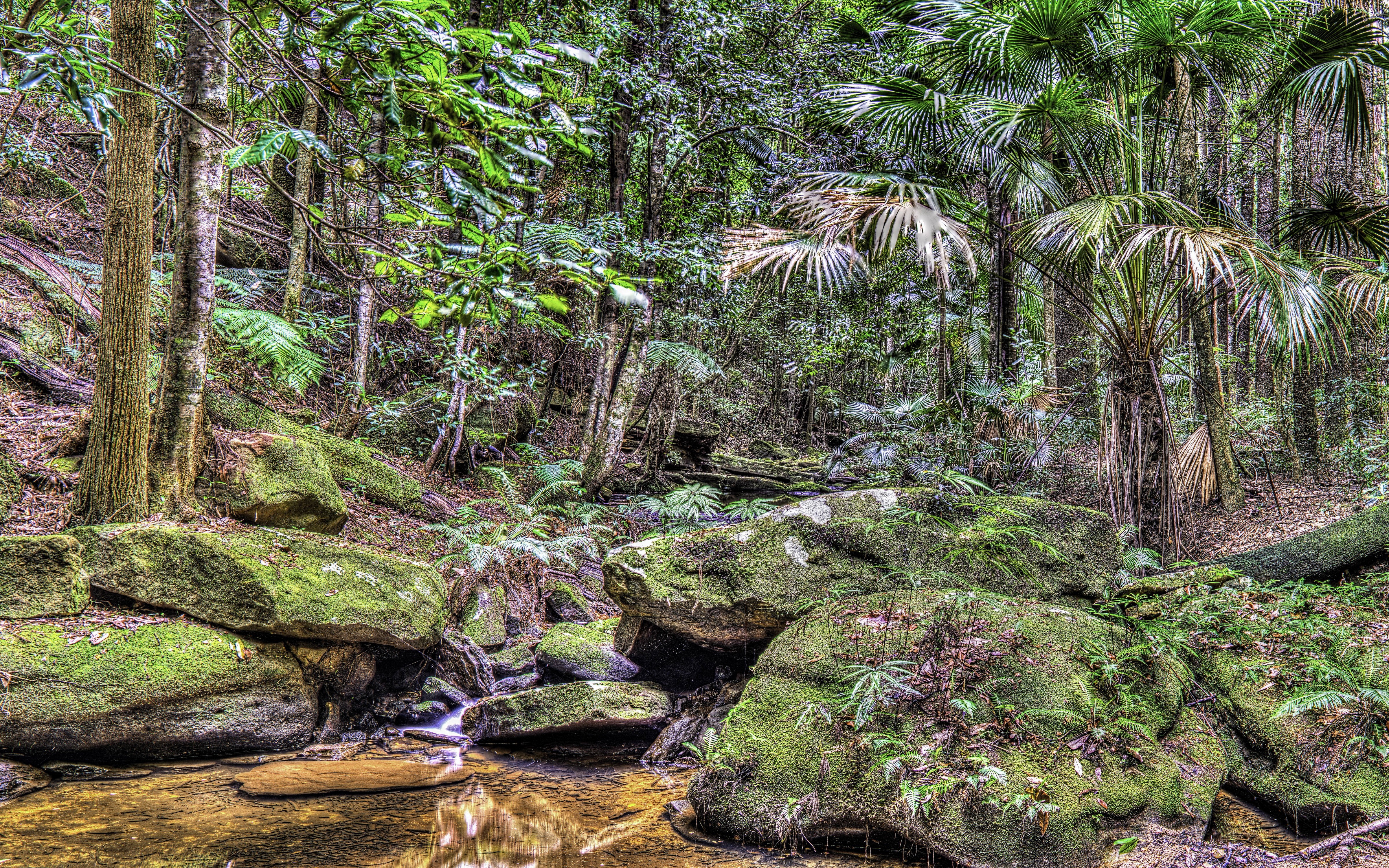 Forest stream with mossy rocks and palm trees HD Wallpaper