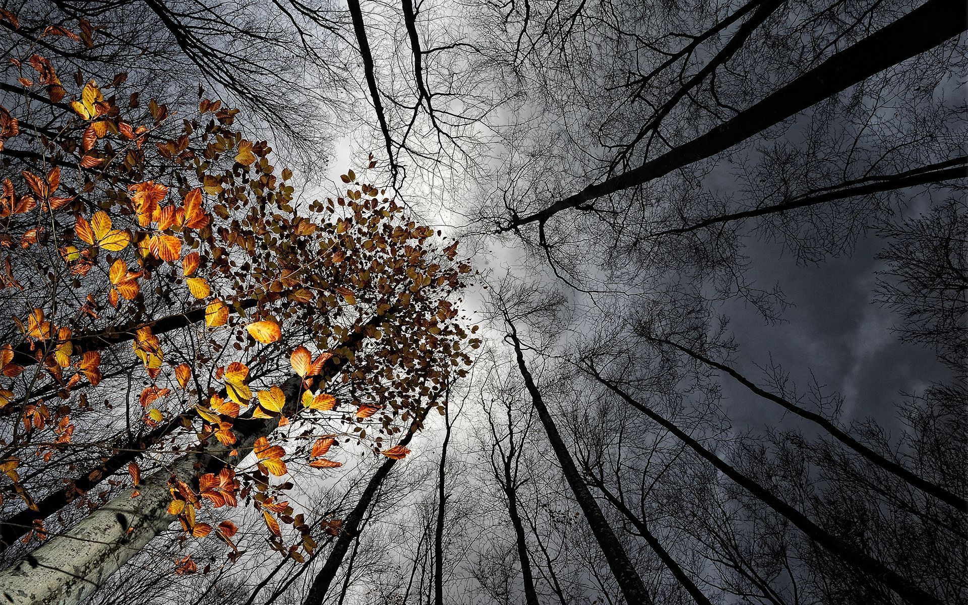 Looking up at autumn trees against a cloudy sky HD Wallpaper