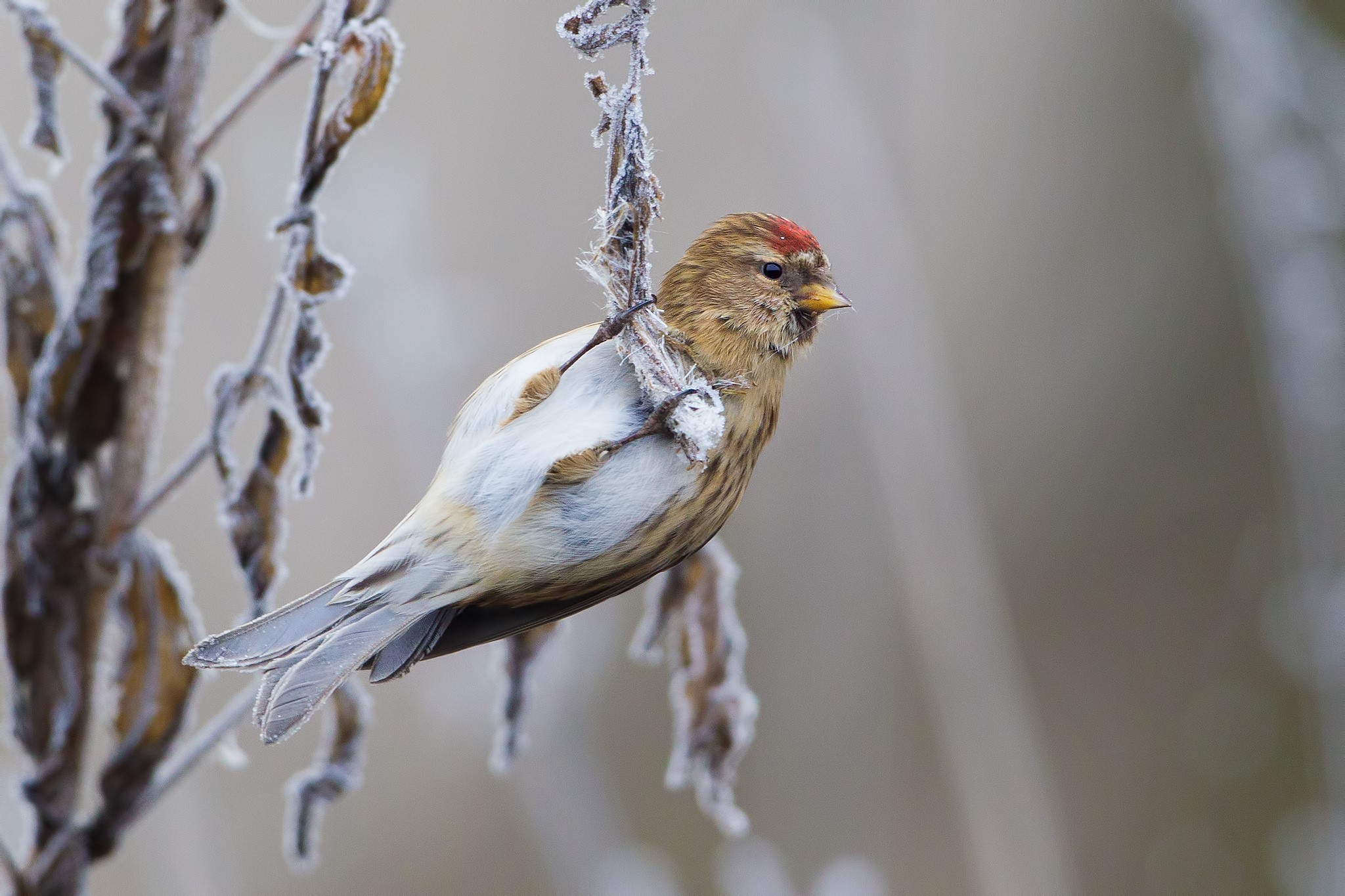 Common redpoll bird perched on a frosty branch HD Wallpaper