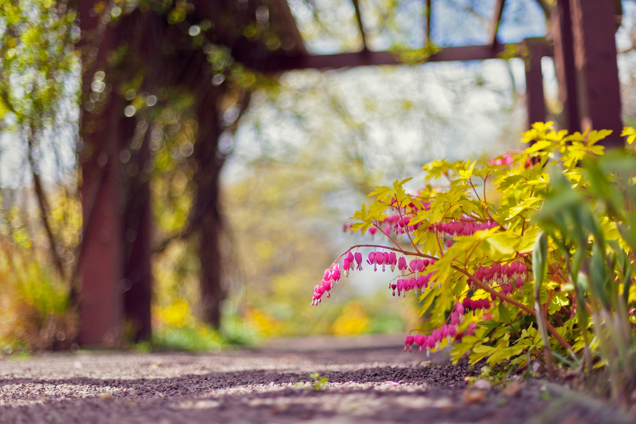 Bleeding heart flowers under a wooden arbor HD Wallpaper