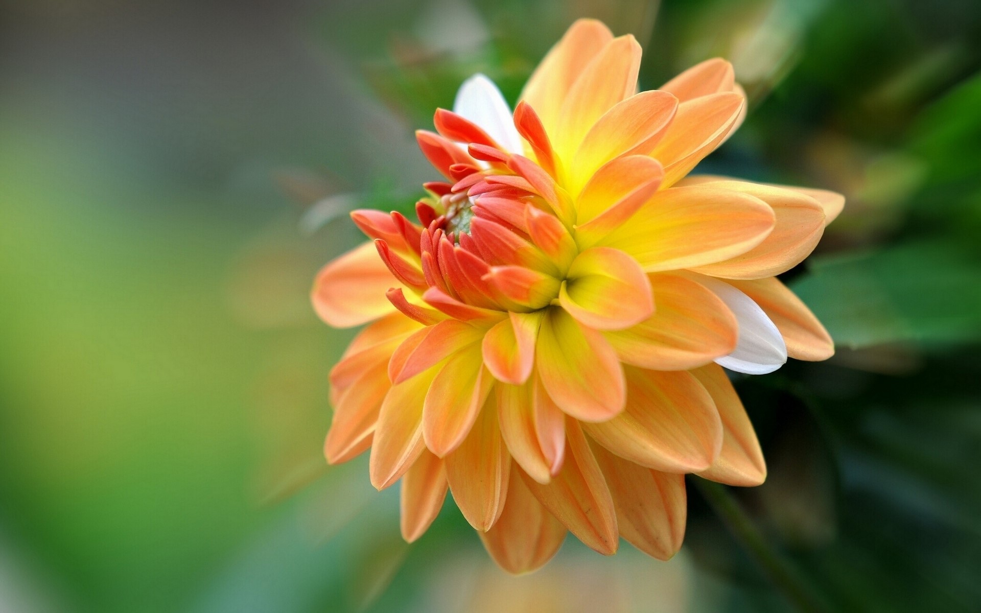 Orange and yellow dahlia flower closeup HD Wallpaper