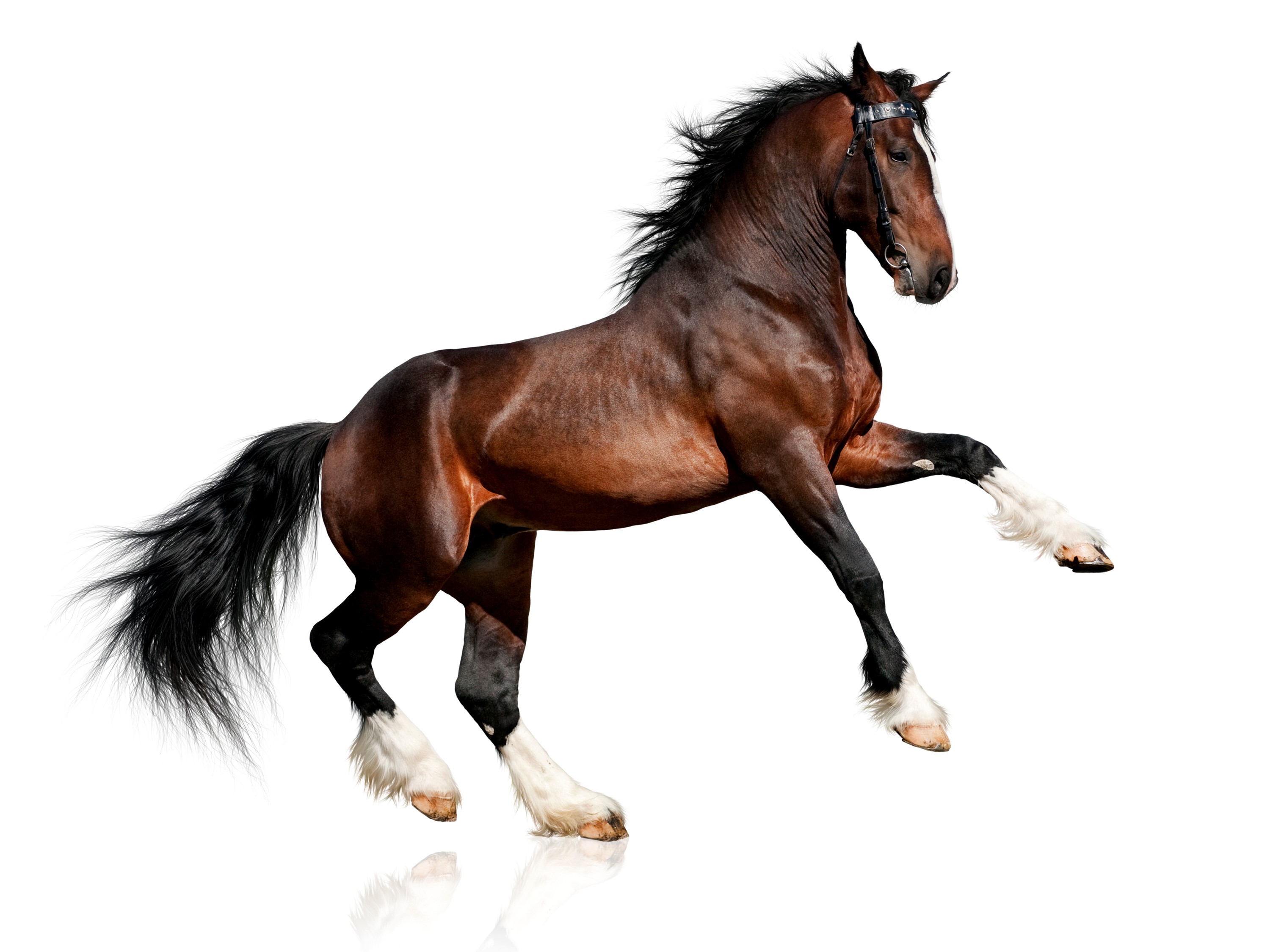 A brown horse with white socks rearing up HD Wallpaper