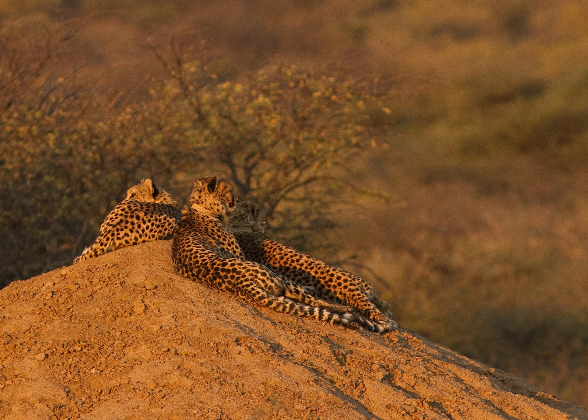 Three cheetahs resting on a sand dune at sunset HD Wallpaper