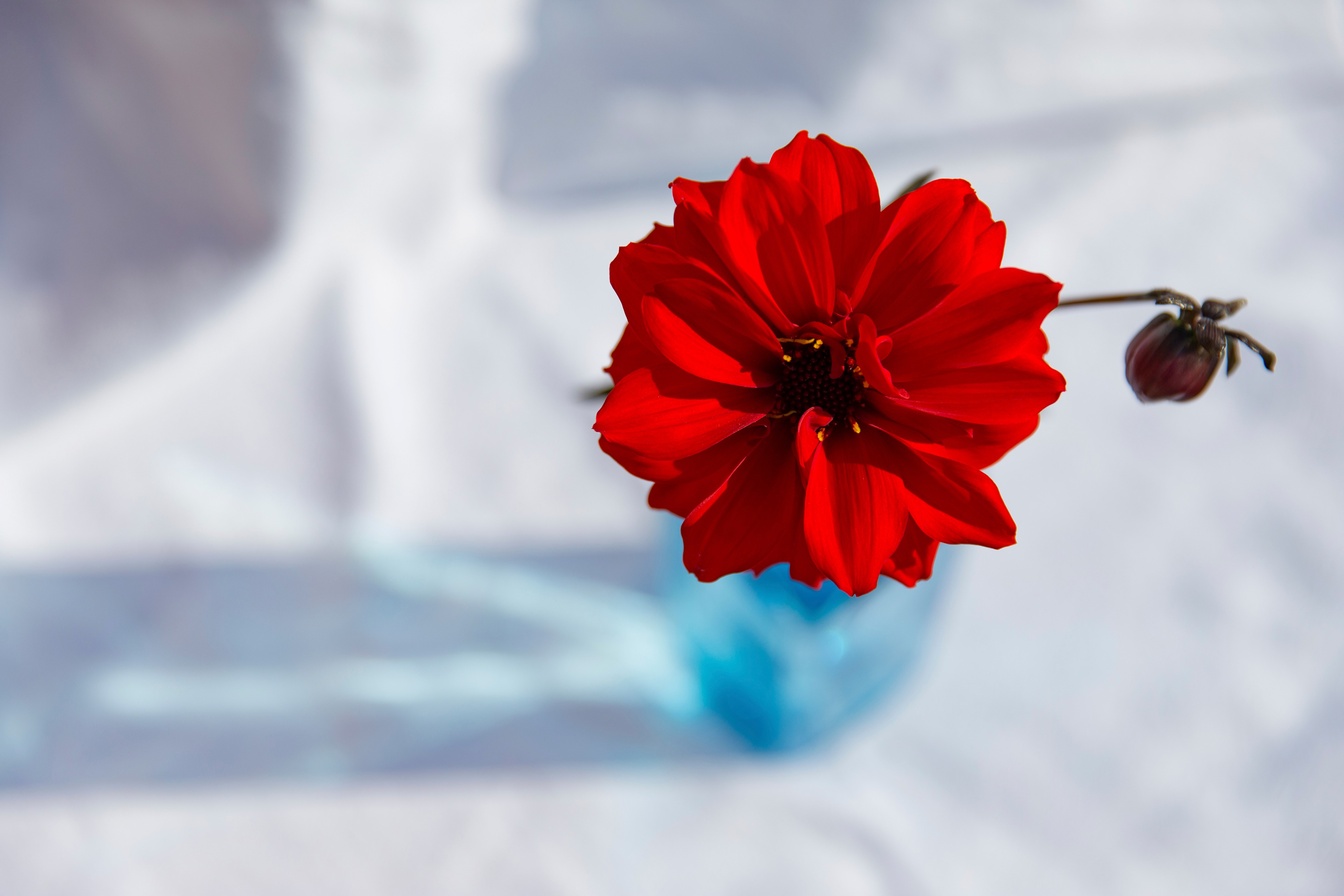 Red Dahlia in a blue vase HD Wallpaper