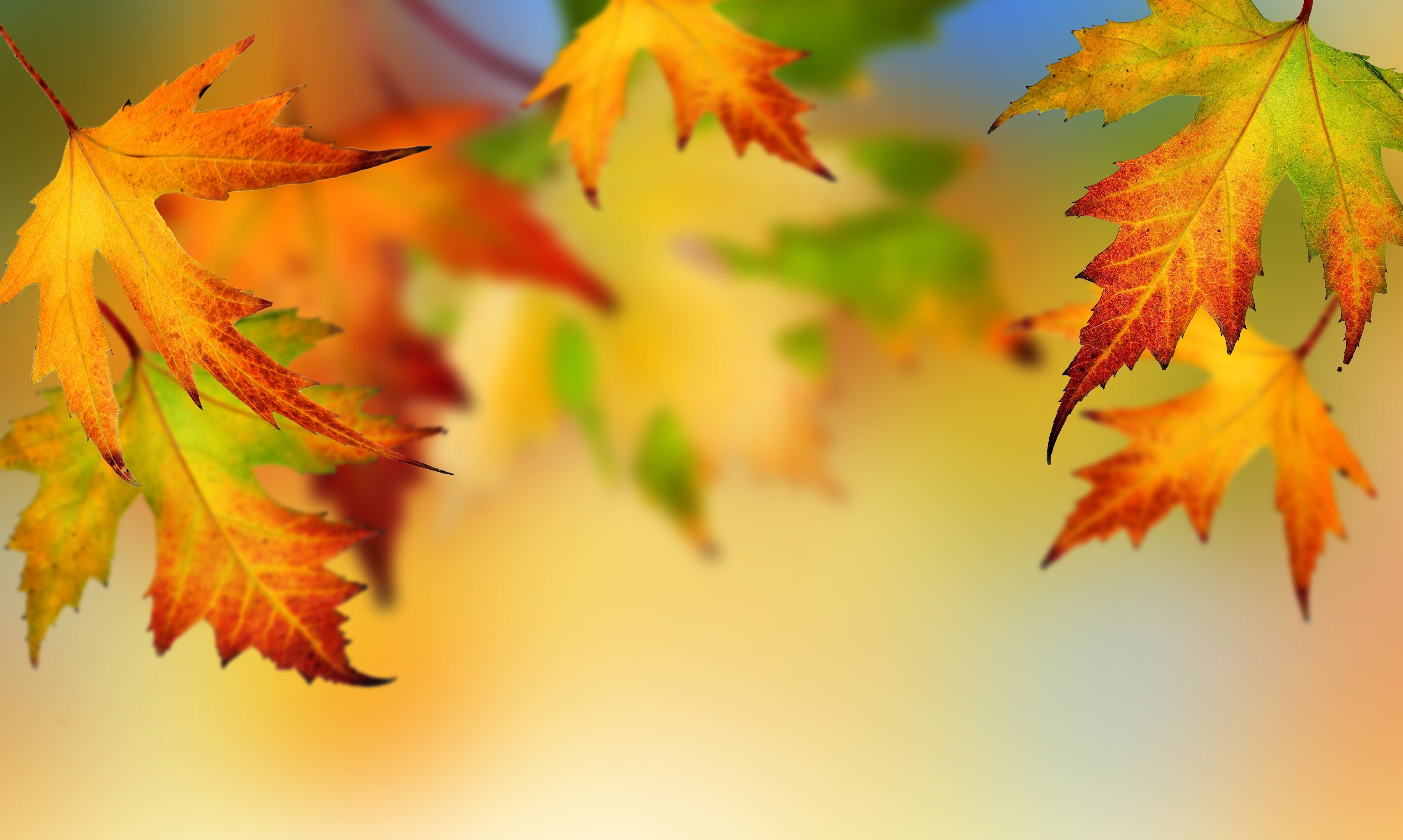 Autumn leaves in close-up HD Wallpaper