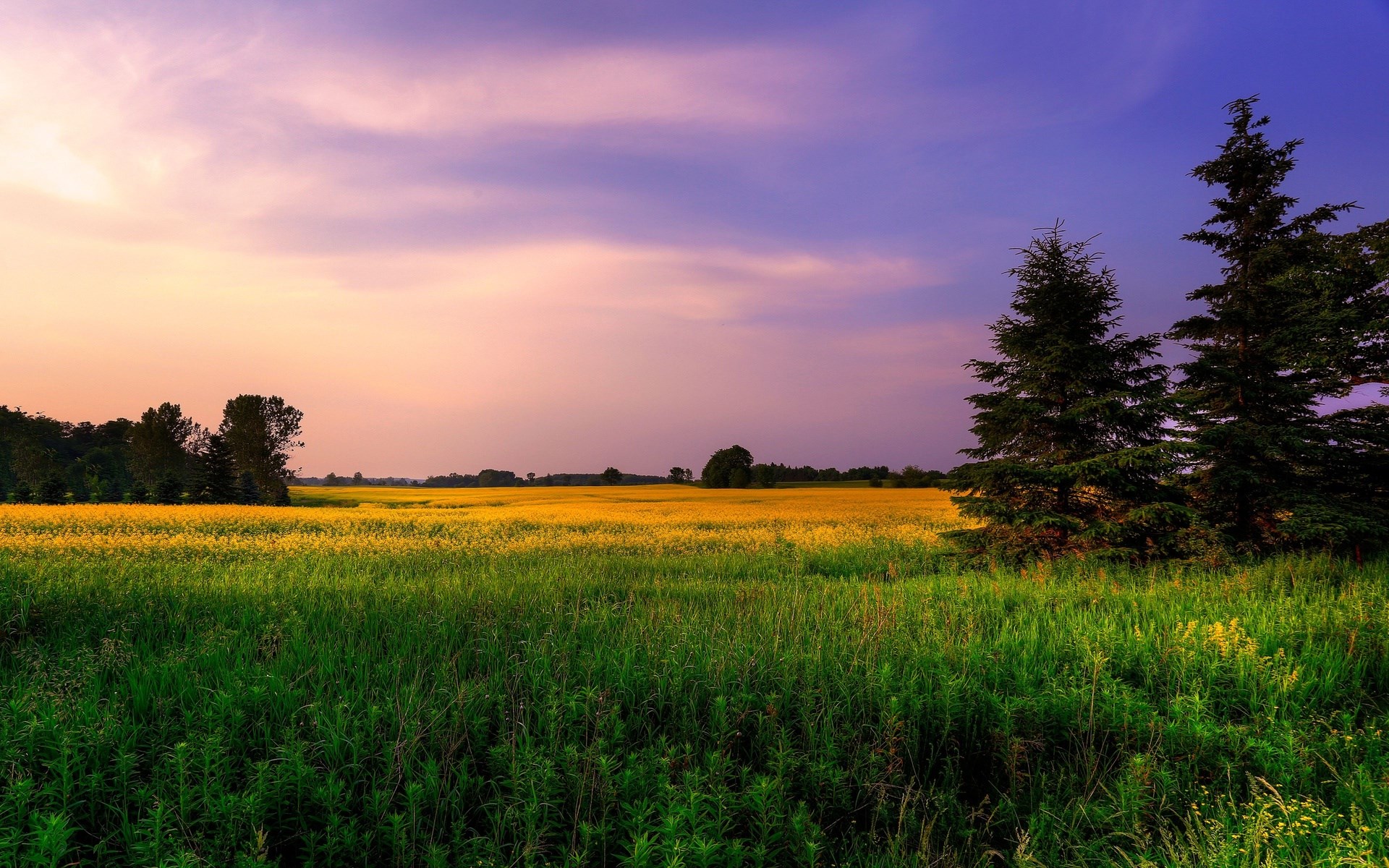 Field of yellow flowers at sunset with trees HD Wallpaper