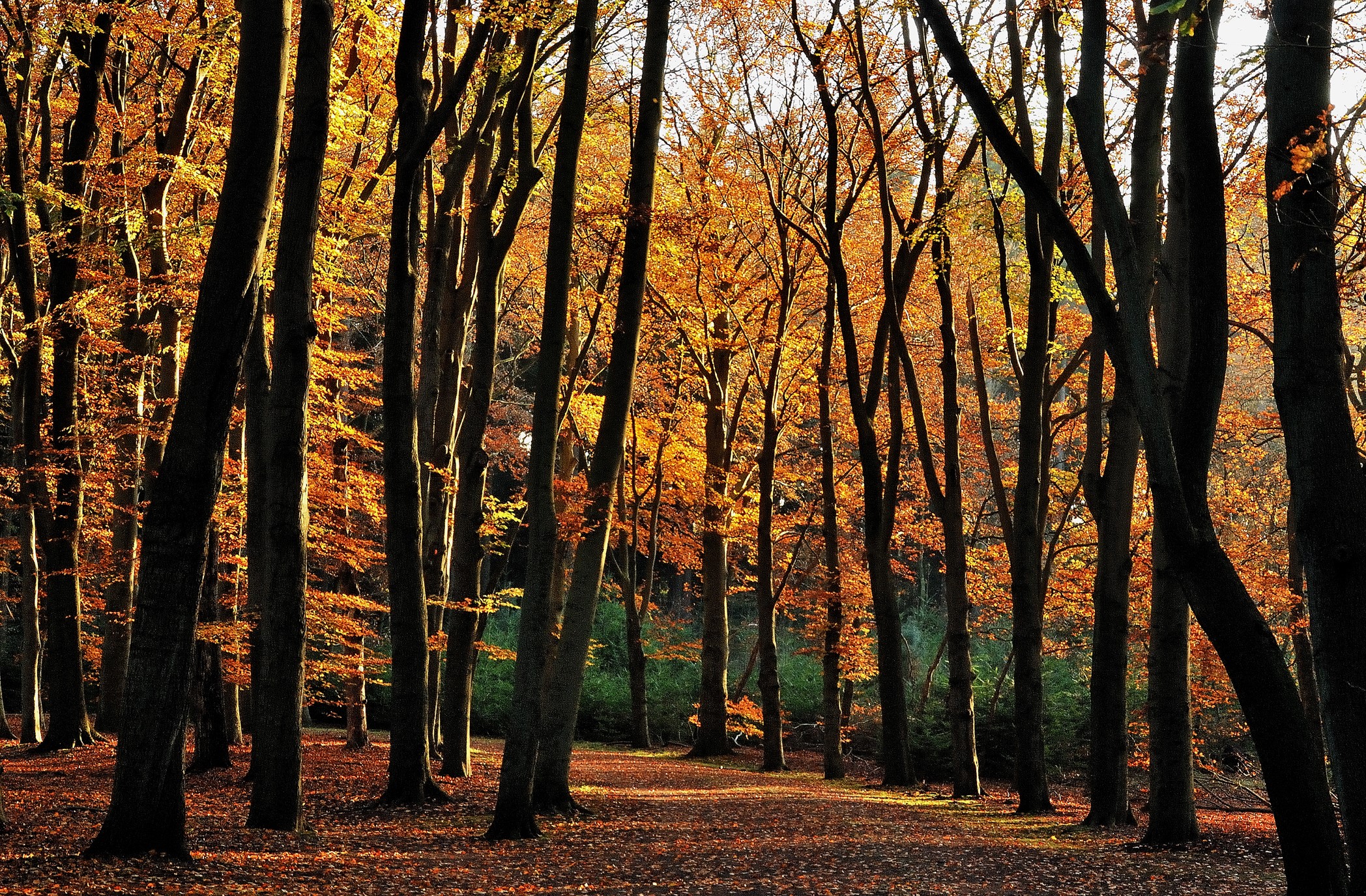 Autumn forest with tall trees and fallen leaves HD Wallpaper