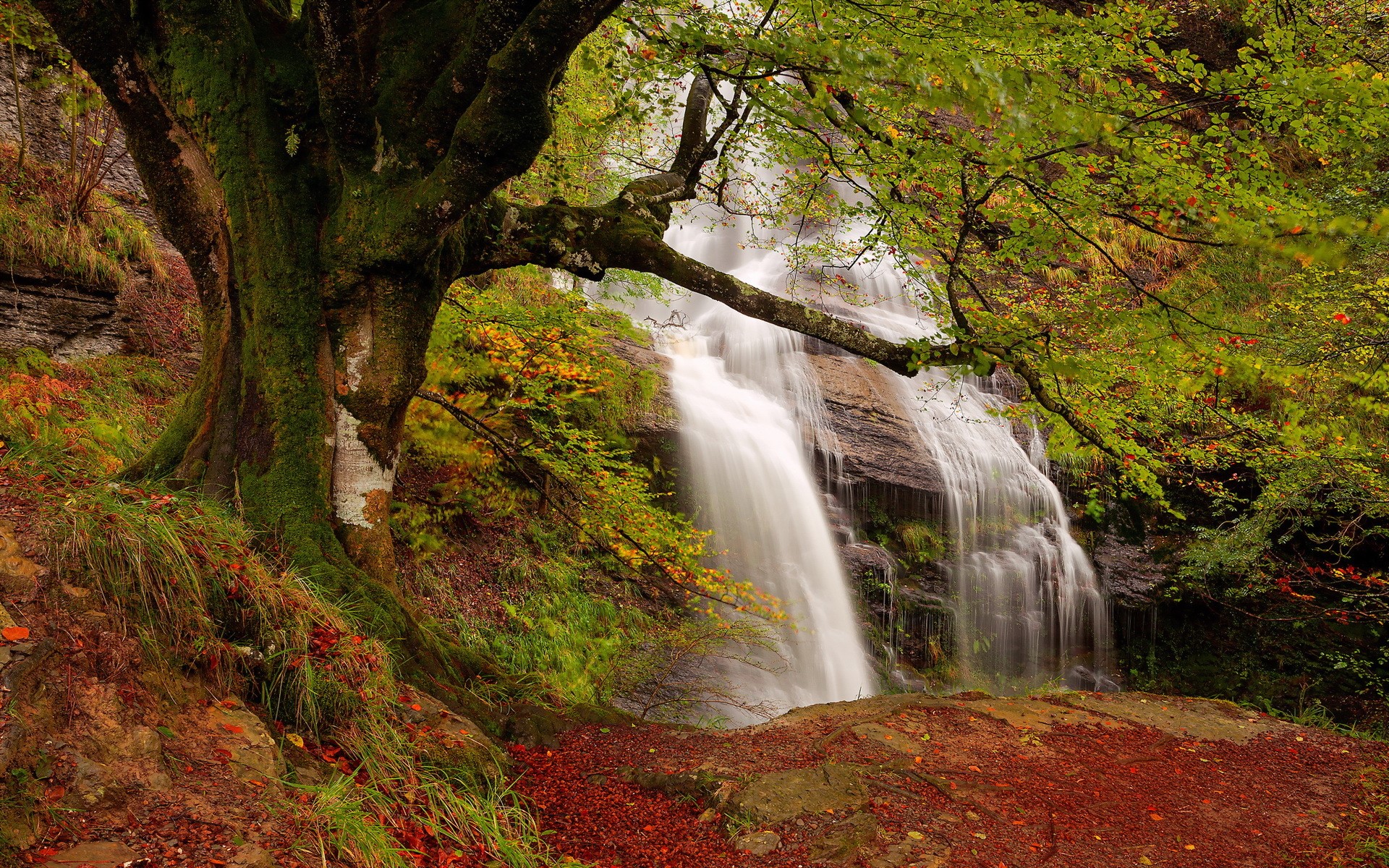 Waterfall and moss-covered tree in autumn forest HD Wallpaper