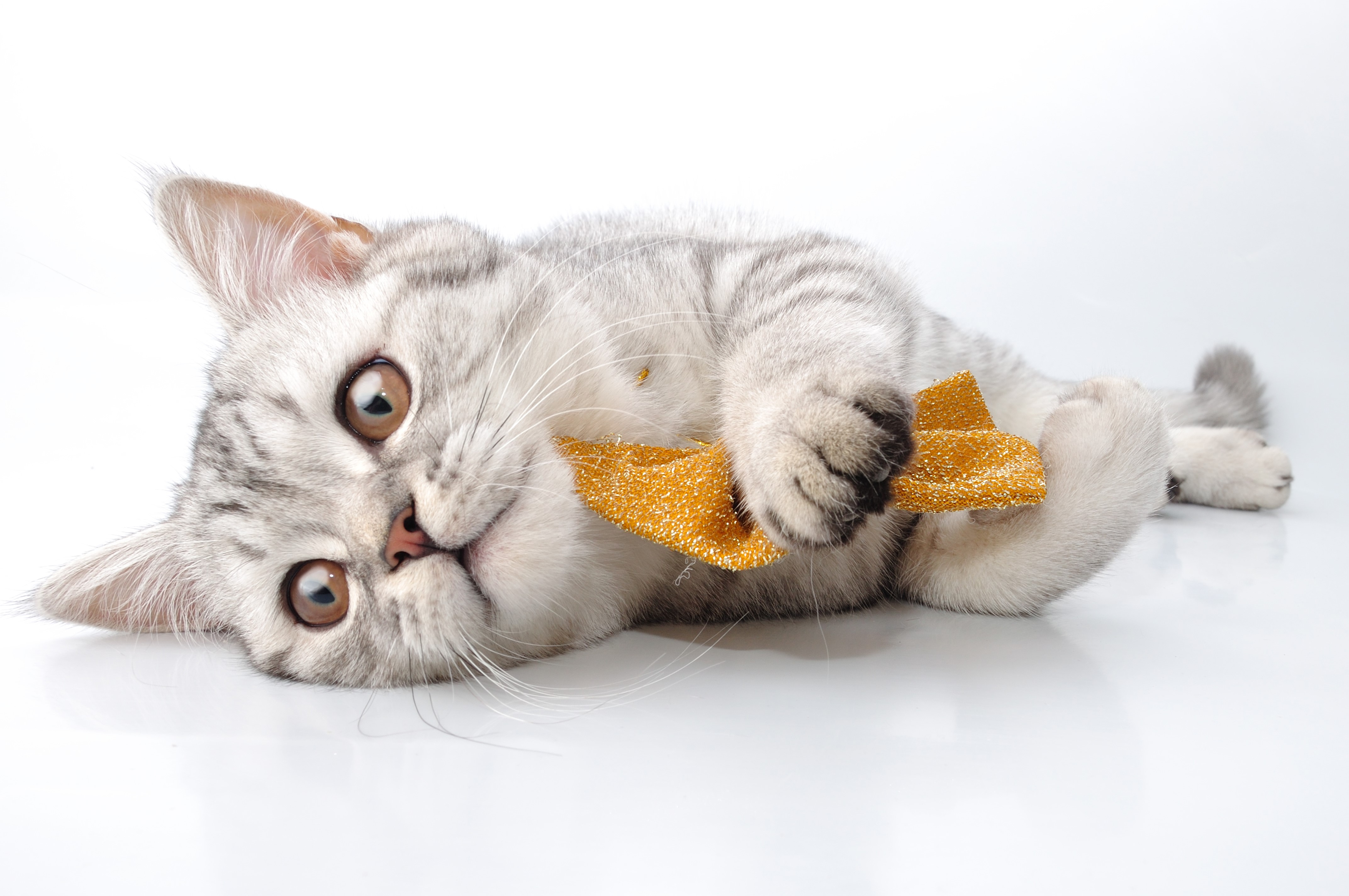 Silver tabby kitten playing with a golden bow HD Wallpaper