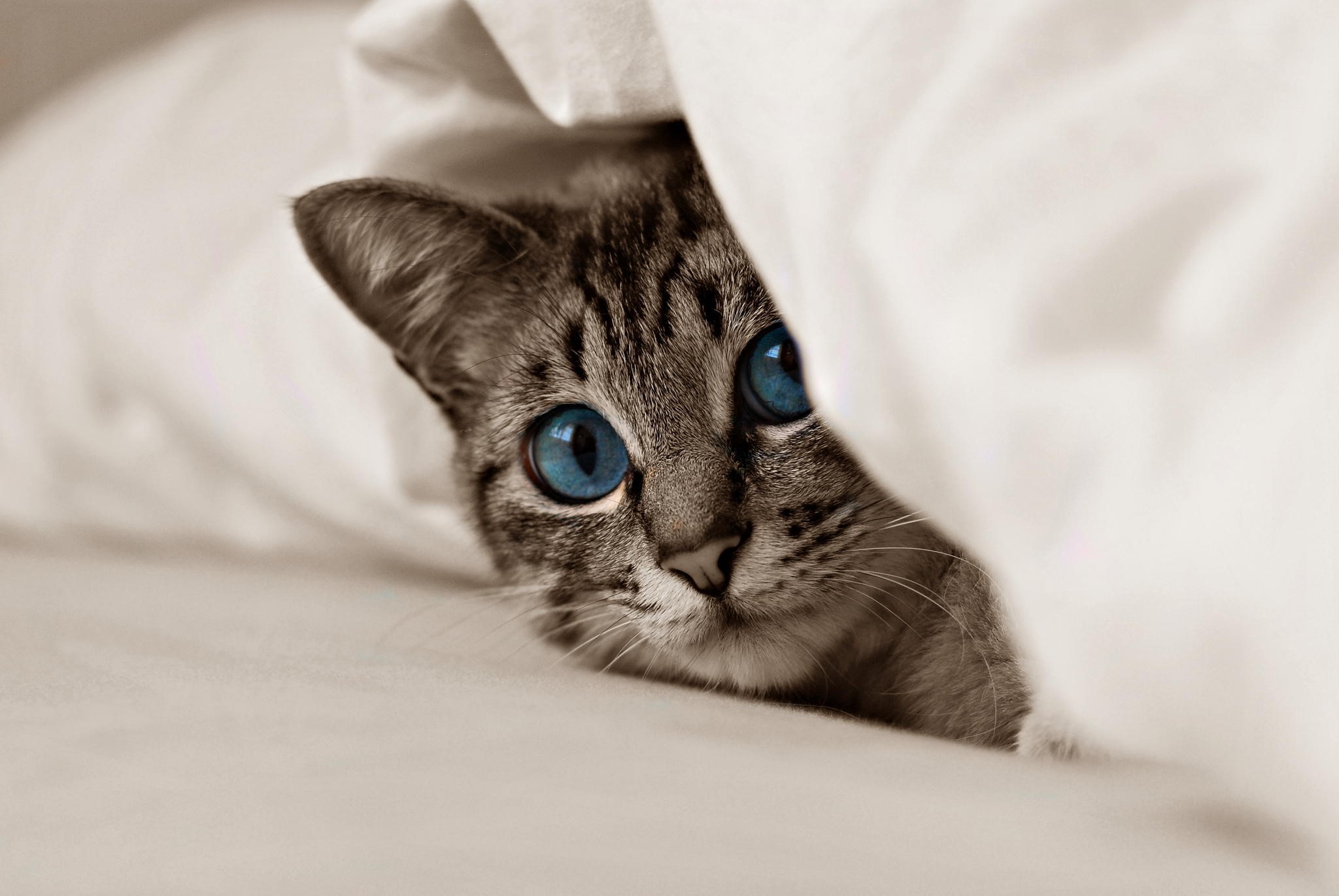 Cat with blue eyes peeking from blankets HD Wallpaper