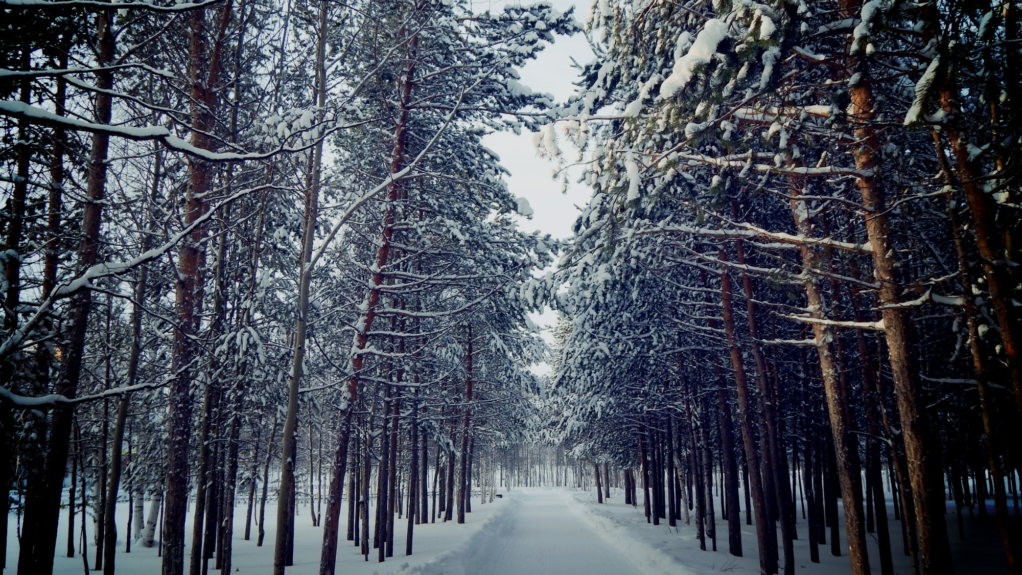 Snowy forest path with tall pine trees HD Wallpaper