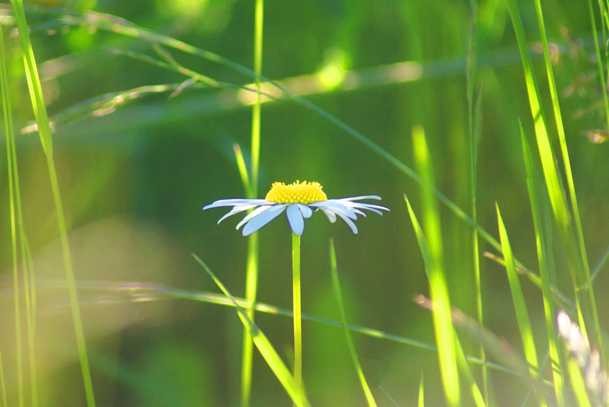 Daisy flower in grass HD Wallpaper