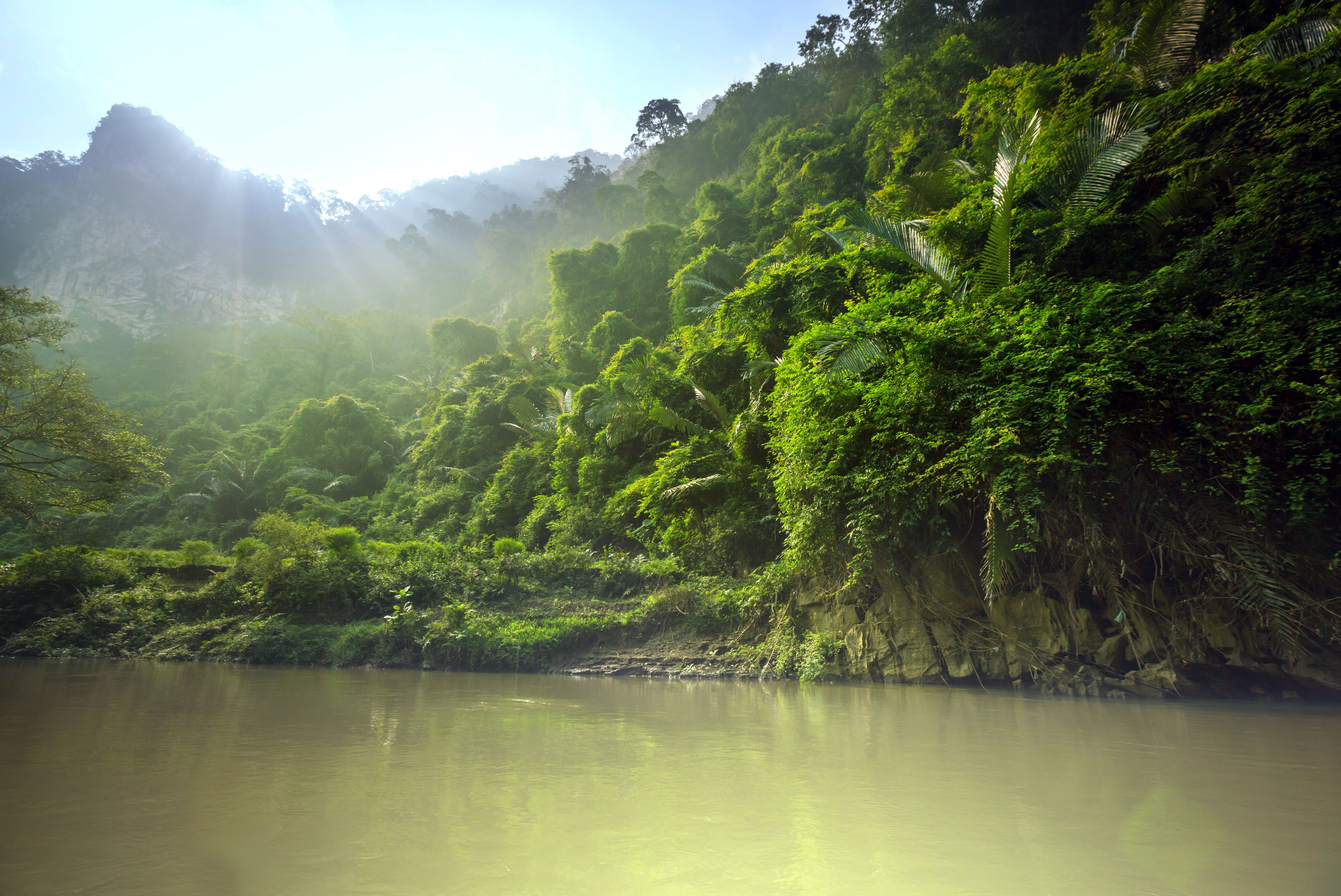 4K Jungle River with Sunbeams HD Wallpaper