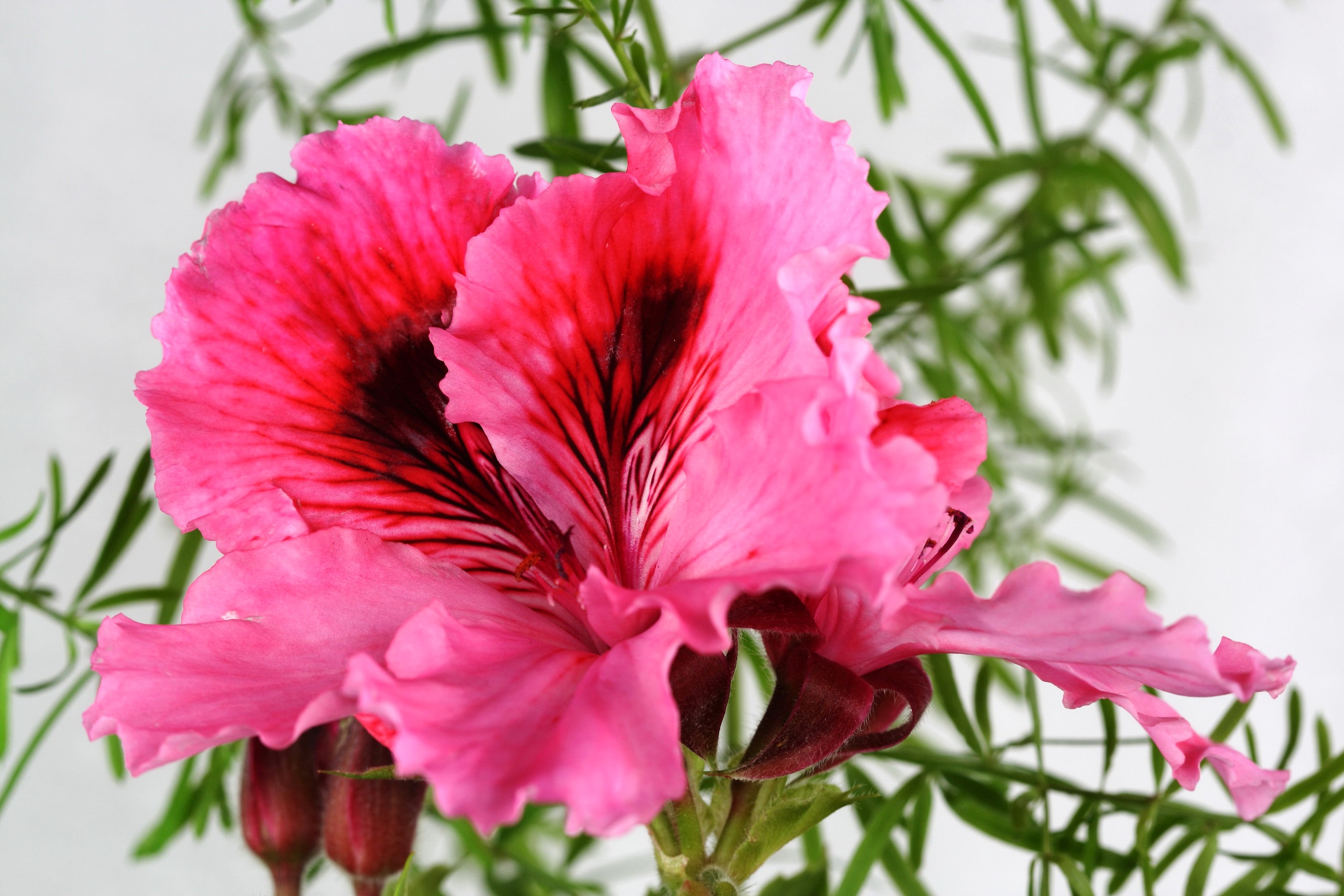 Close-up of a pink Geranium flower HD Wallpaper