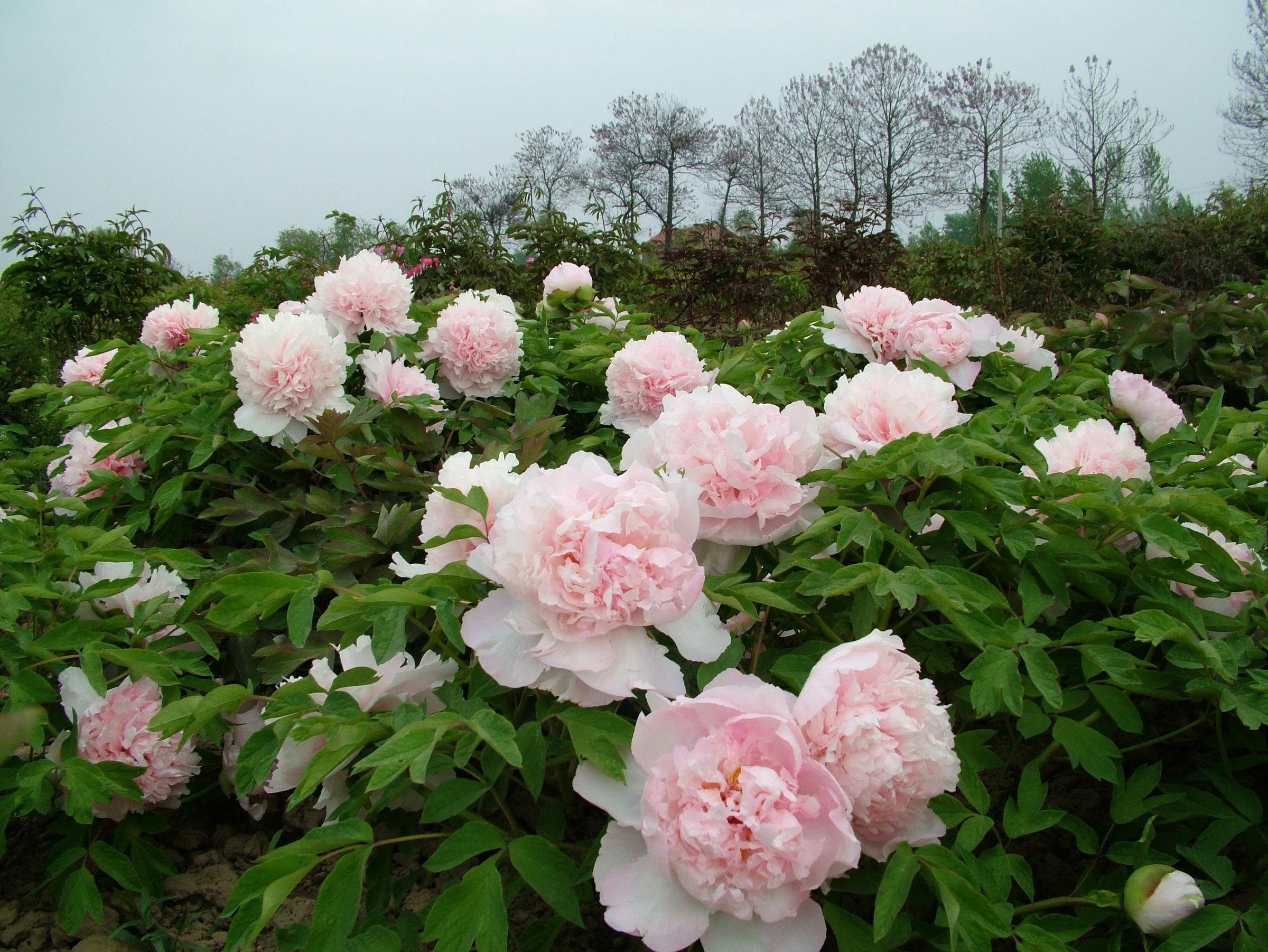 Pink Peonies in a Garden HD Wallpaper
