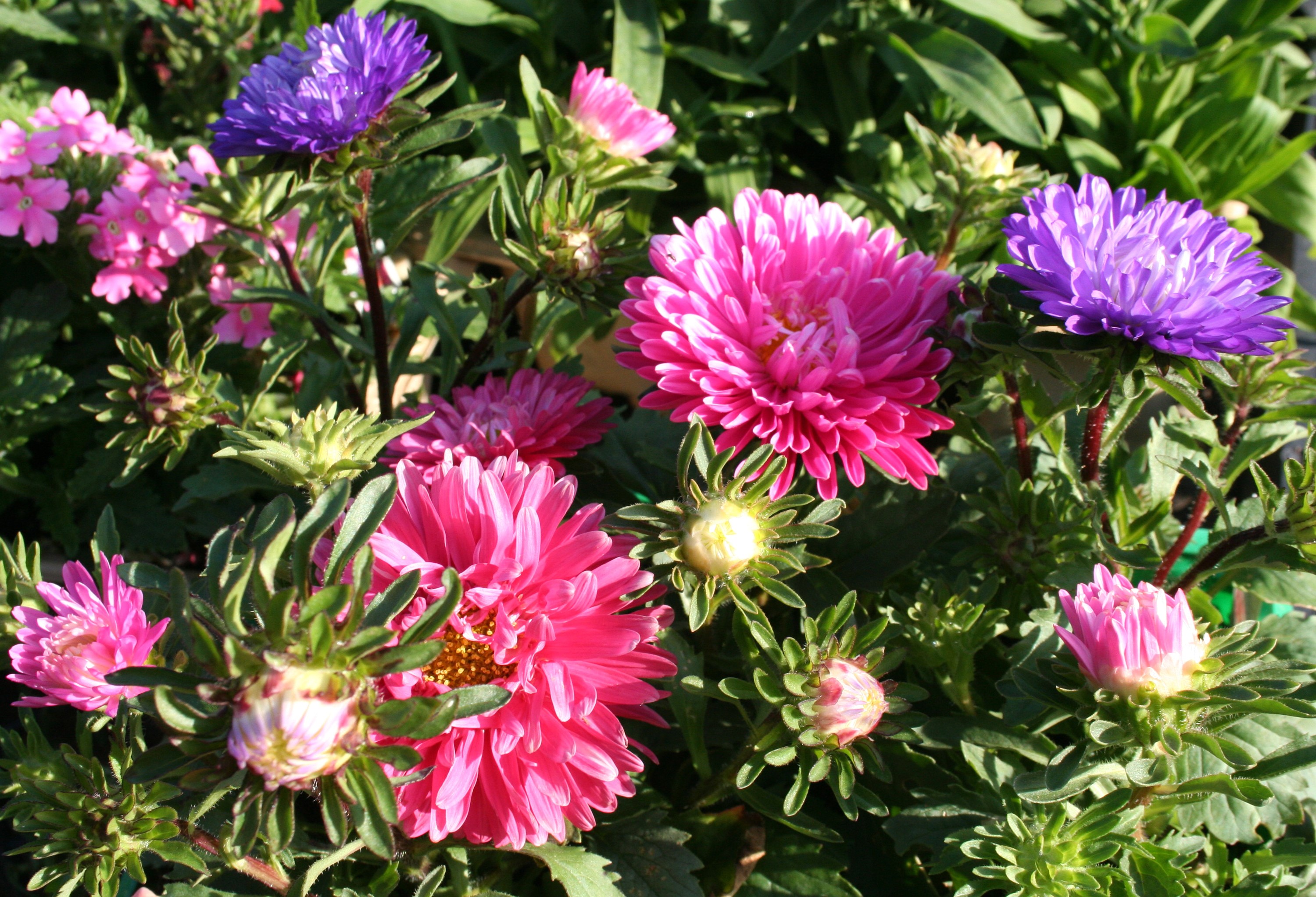 Pink and purple asters with buds HD Wallpaper