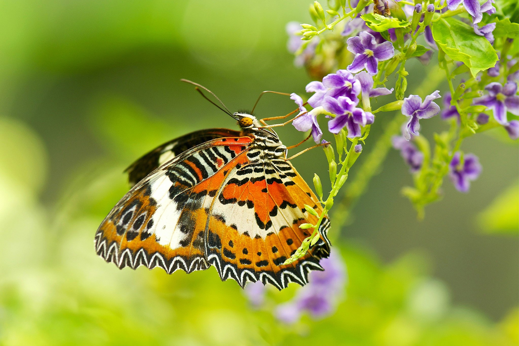 Butterfly on purple flowers HD Wallpaper