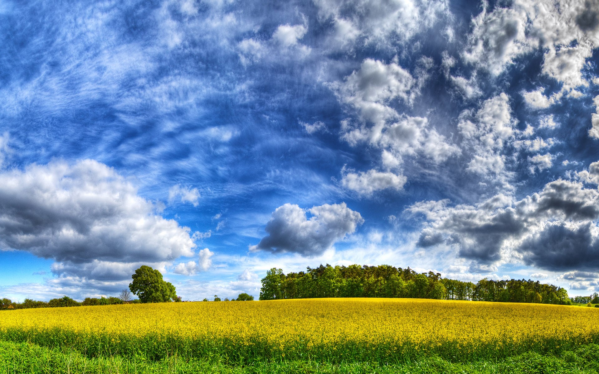 Yellow field under a cloudy blue sky HD Wallpaper