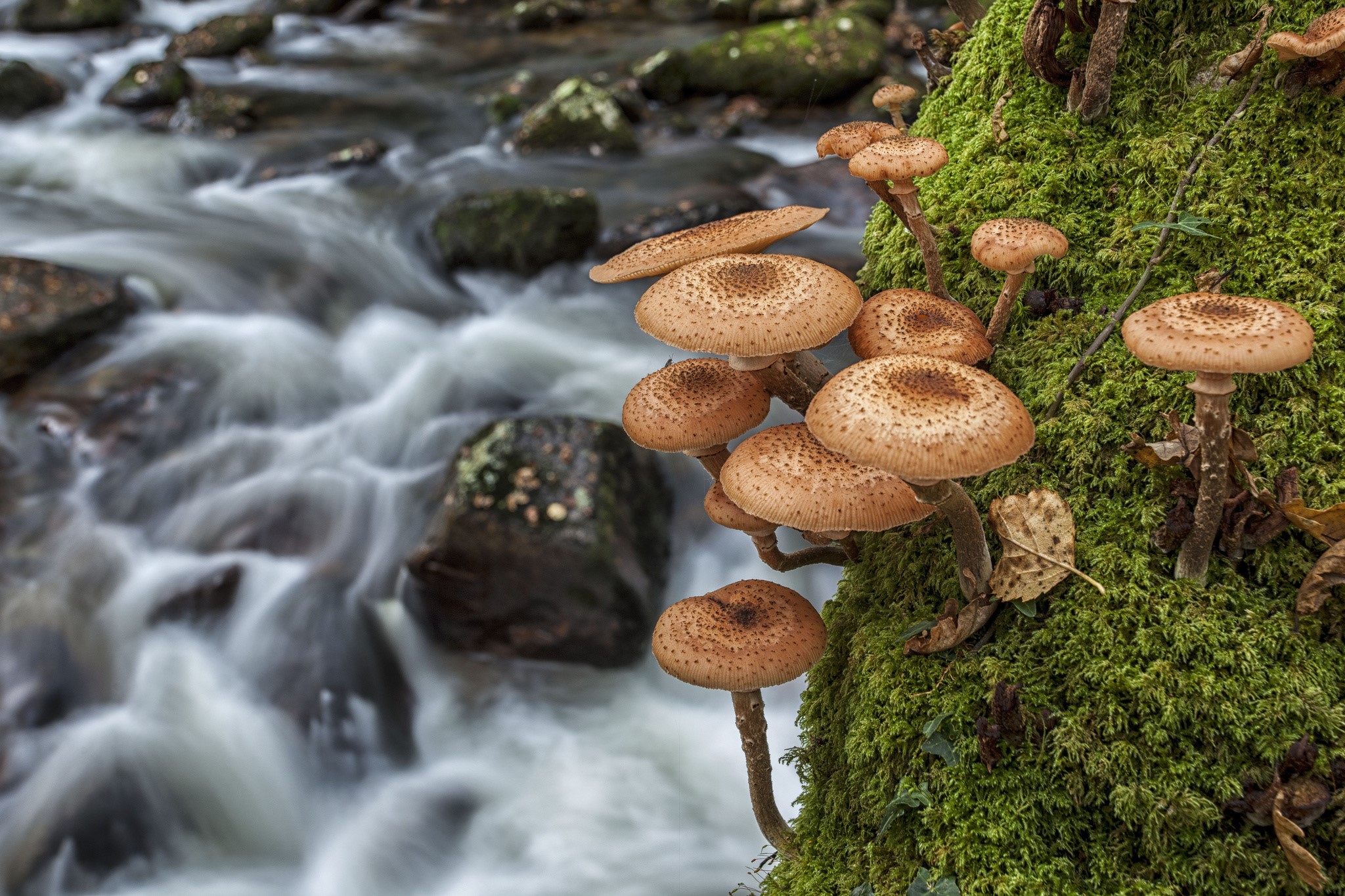 Honey mushrooms growing on a mossy tree by a stream HD Wallpaper