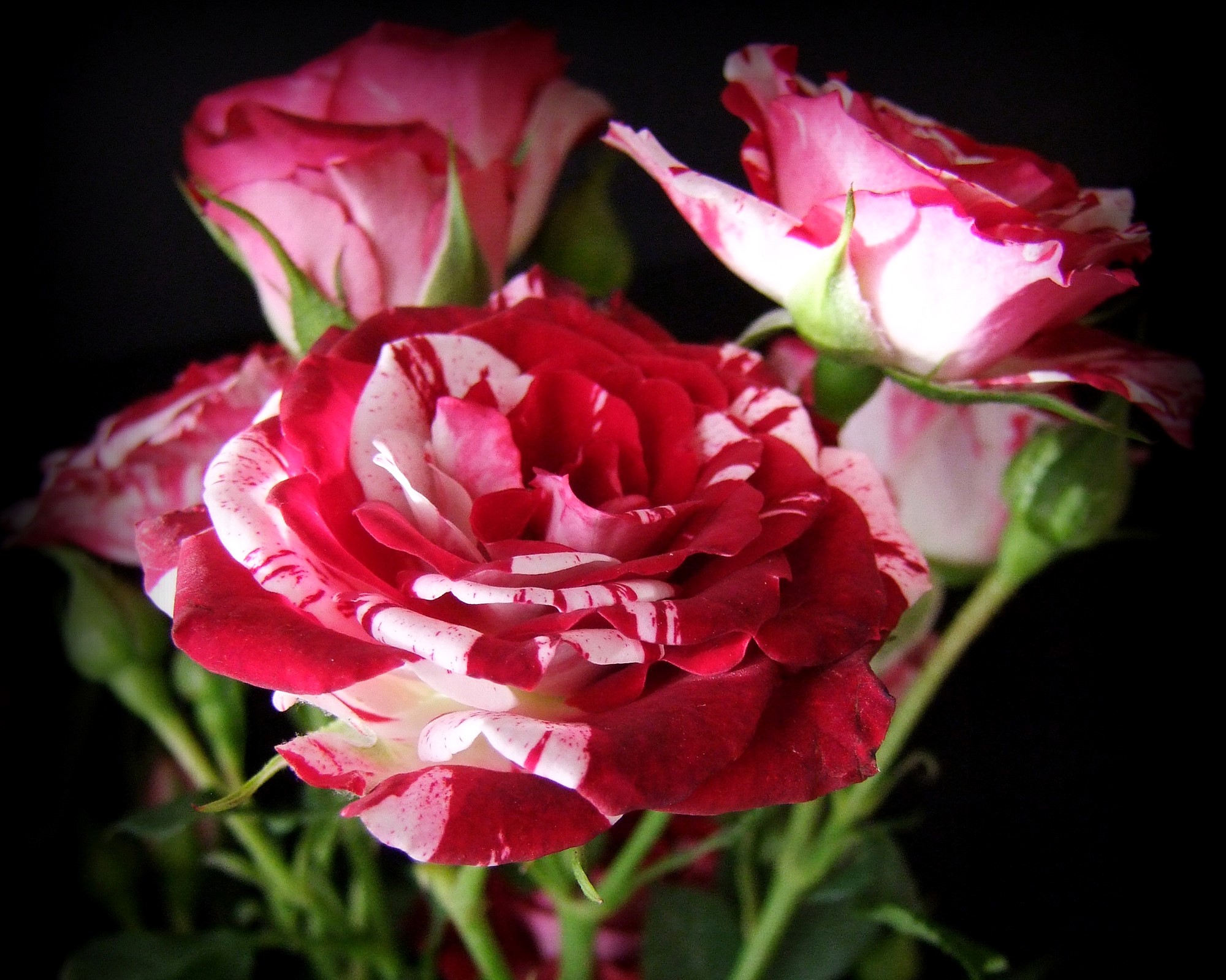 Striped red and white roses with buds HD Wallpaper