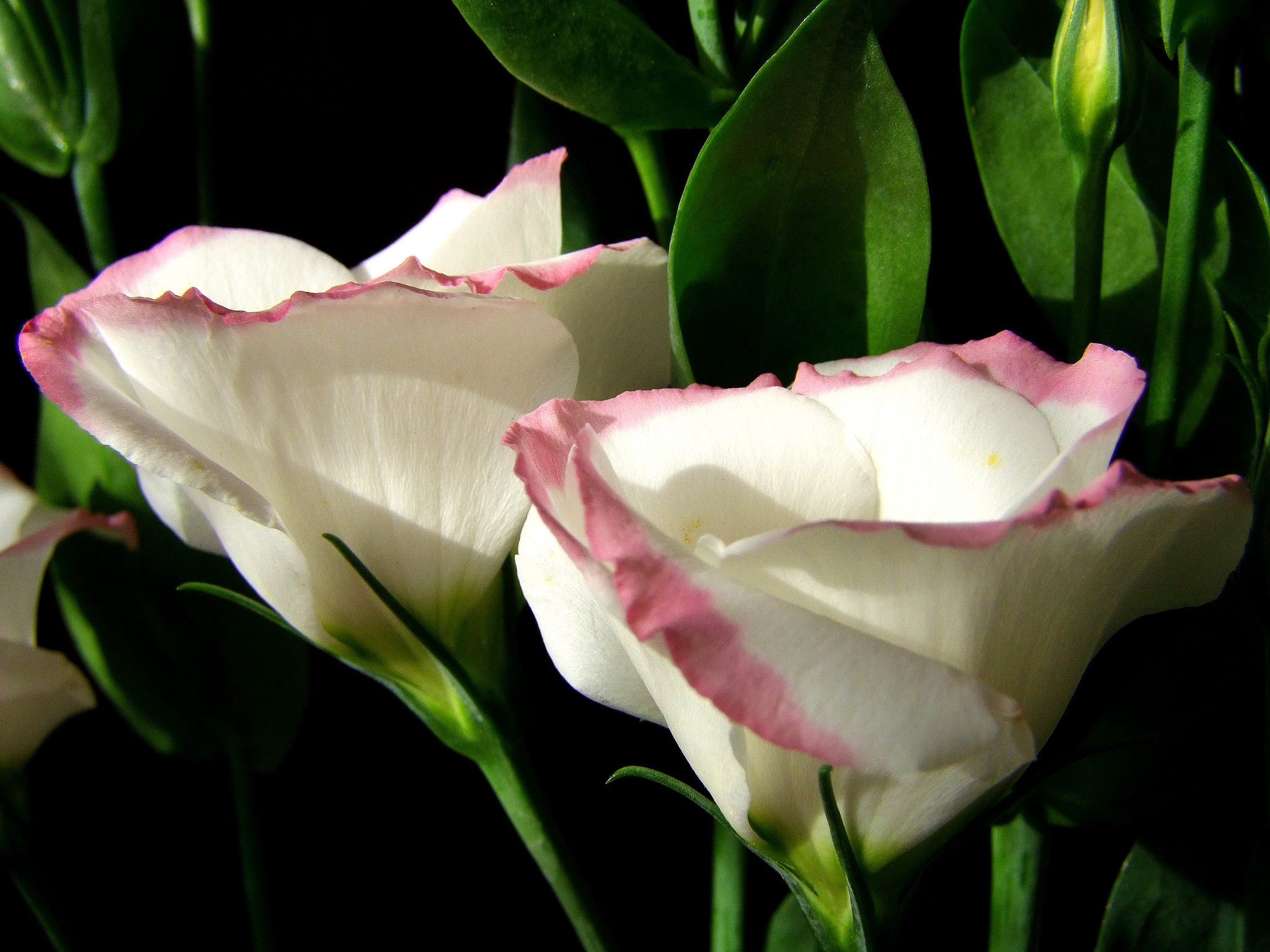 Two white Eustoma flowers with pink edges HD Wallpaper