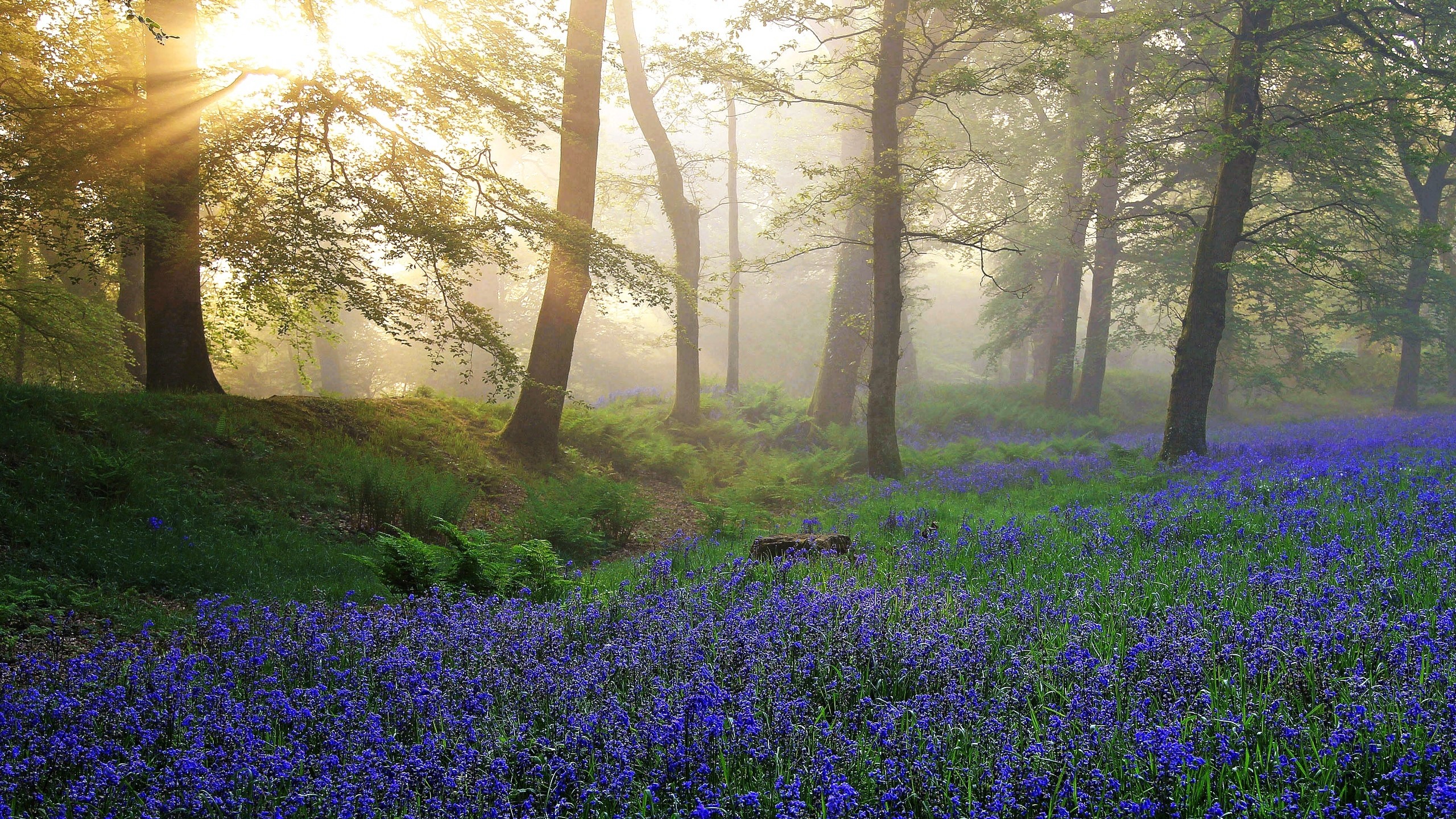 Sunlight filtering through trees onto a field of bluebells HD Wallpaper