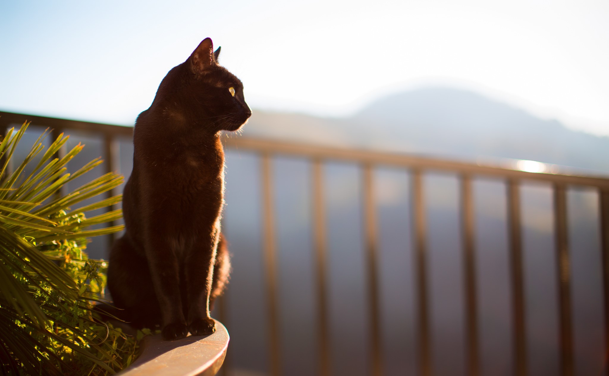 Black cat sitting on a balcony railing at sunrise HD Wallpaper