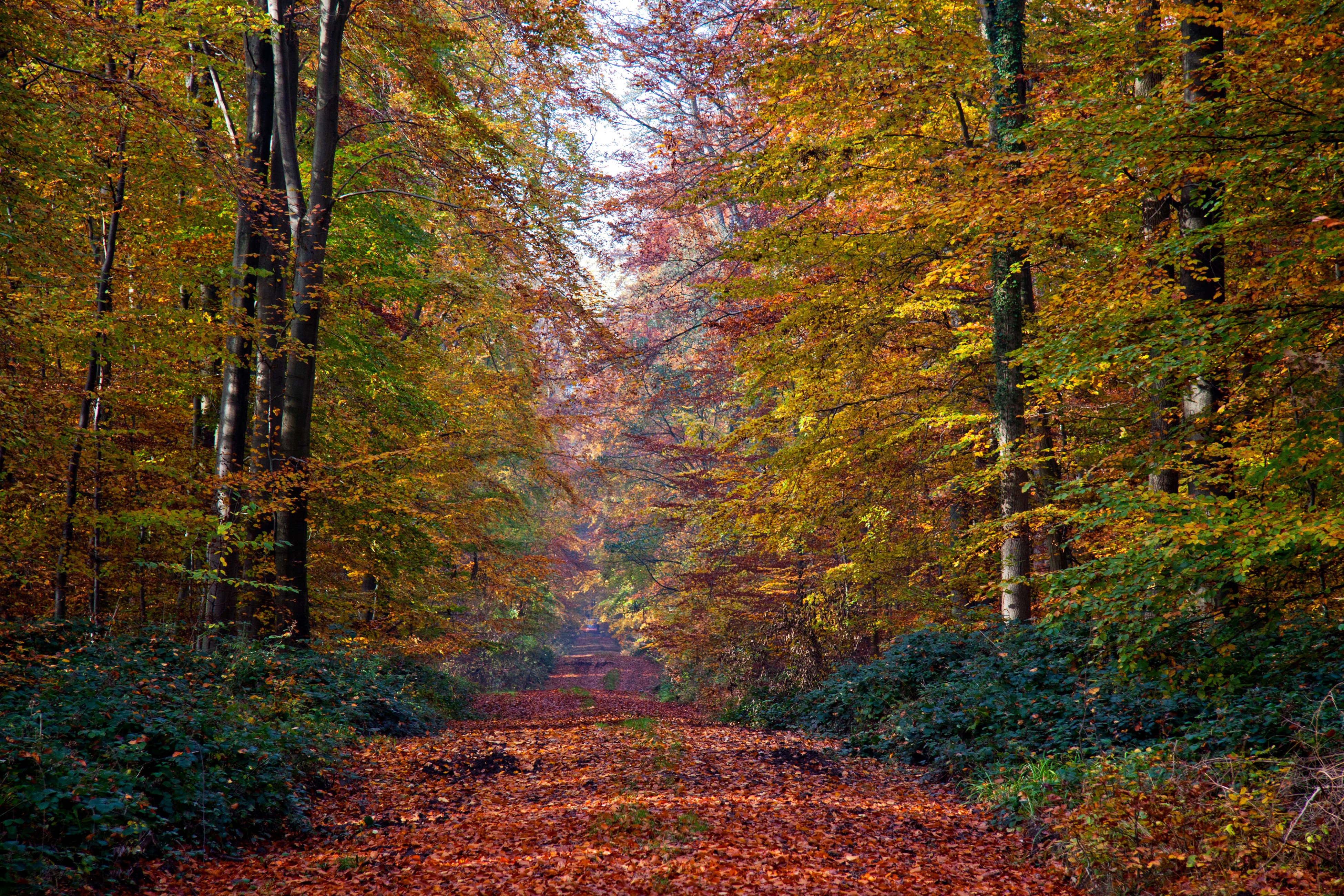 Autumn forest path with fallen leaves HD Wallpaper