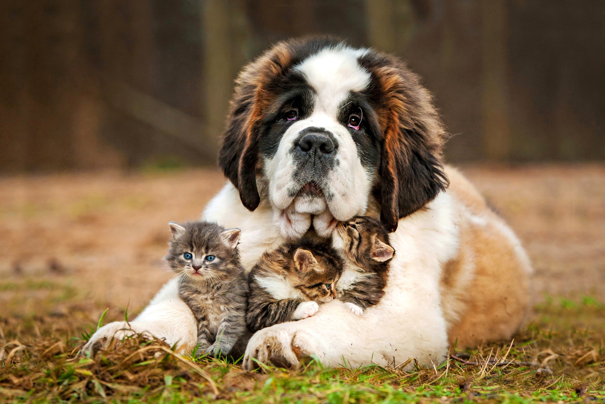 St. Bernard dog with three kittens HD Wallpaper