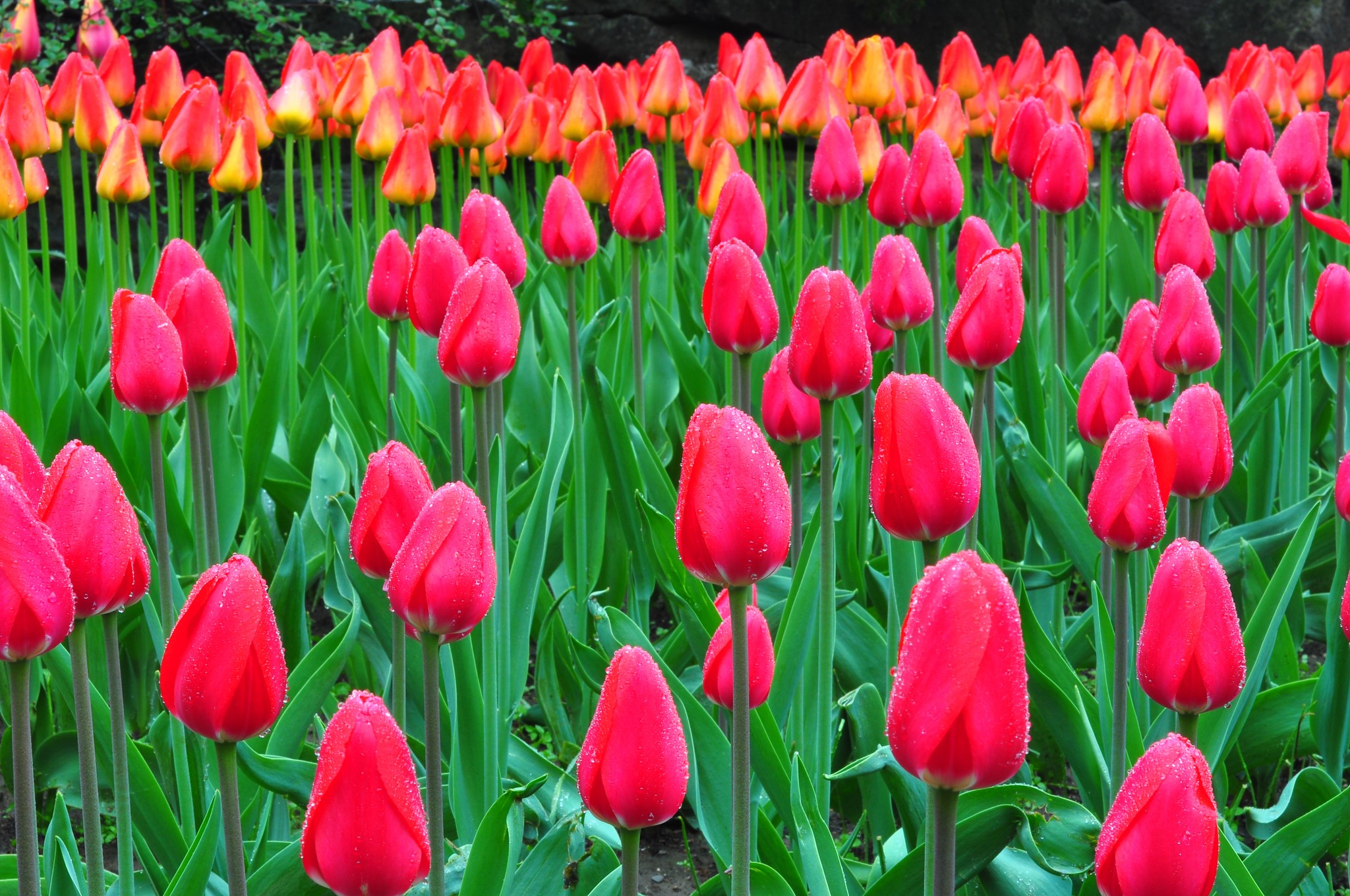 Field of red and orange tulips with water drops HD Wallpaper