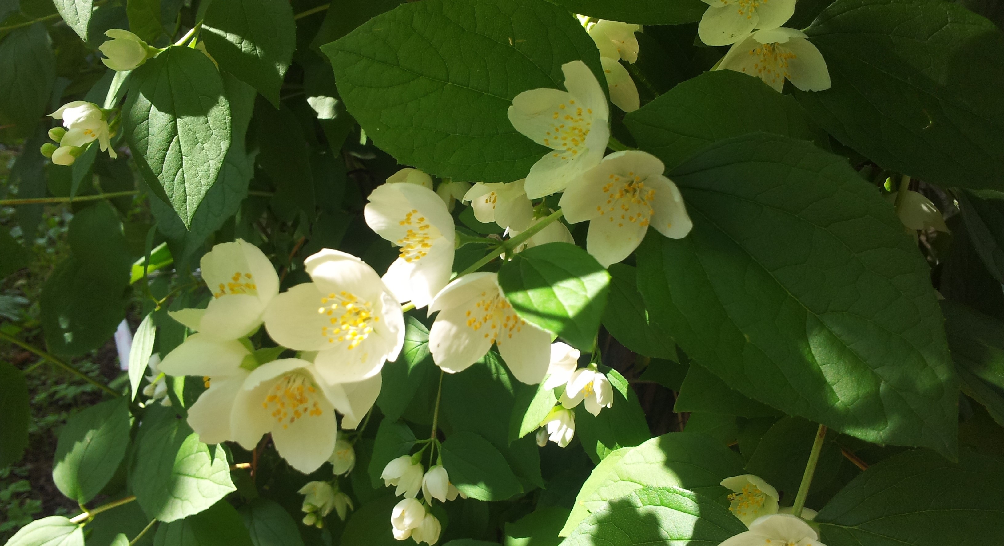 White Philadelphus flowers with green foliage HD Wallpaper
