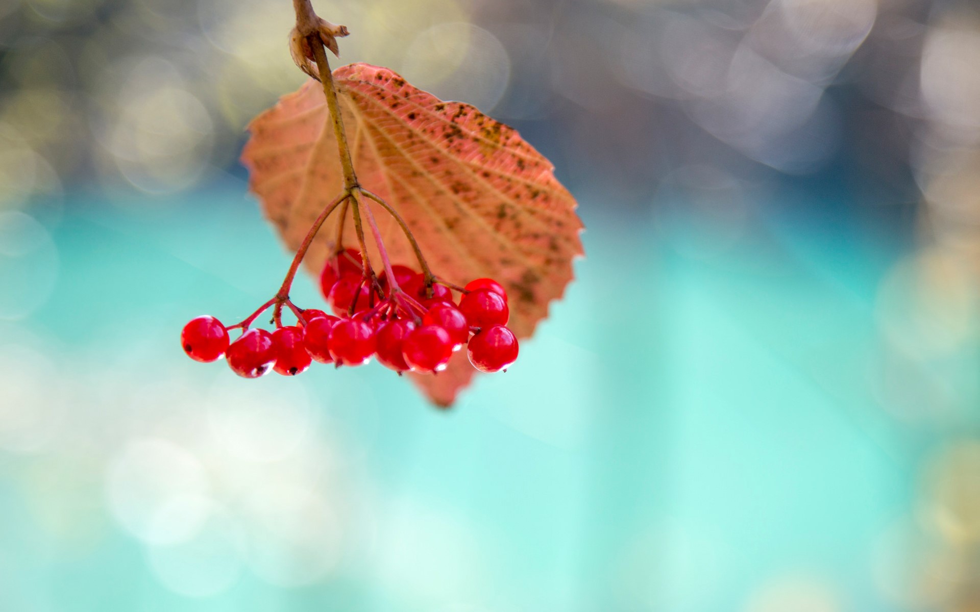 Close-up of red Viburnum berries and a leaf HD Wallpaper