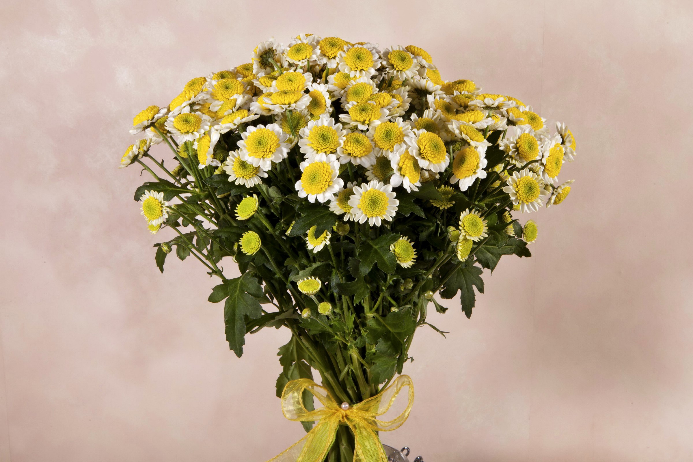 Bouquet of yellow and white chrysanthemums with a ribbon HD Wallpaper