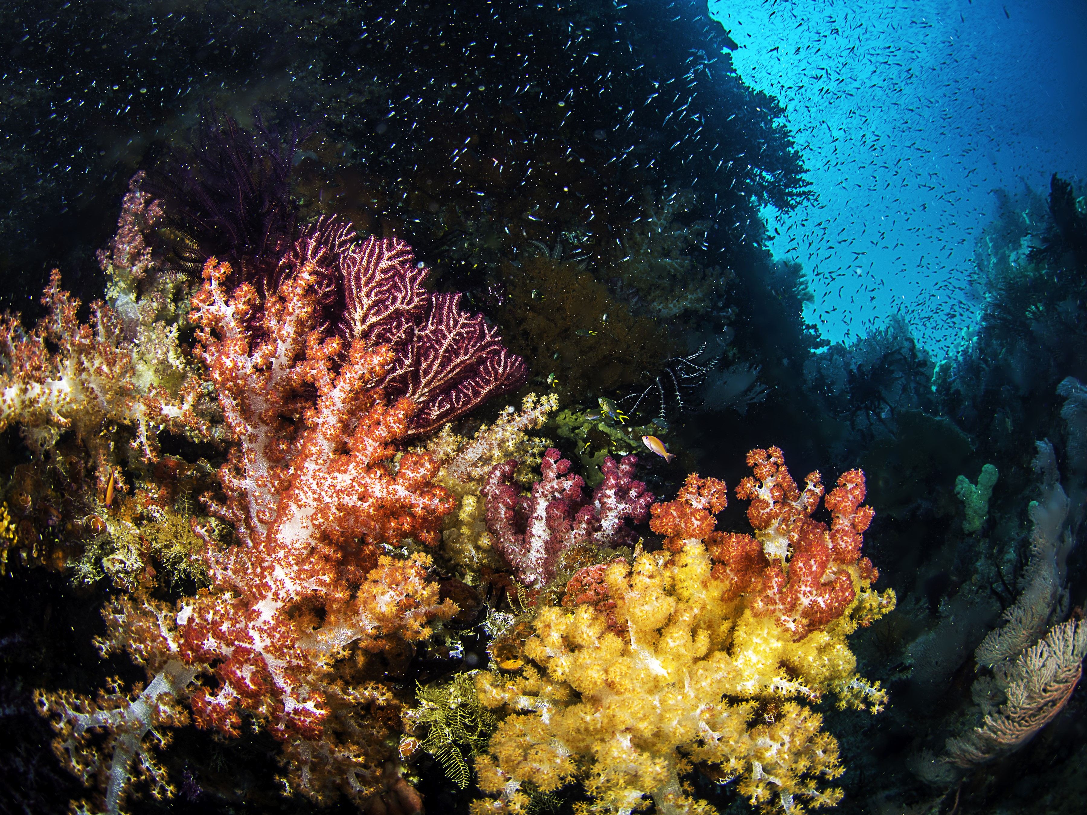 Underwater coral reef with fish and sea fans HD Wallpaper