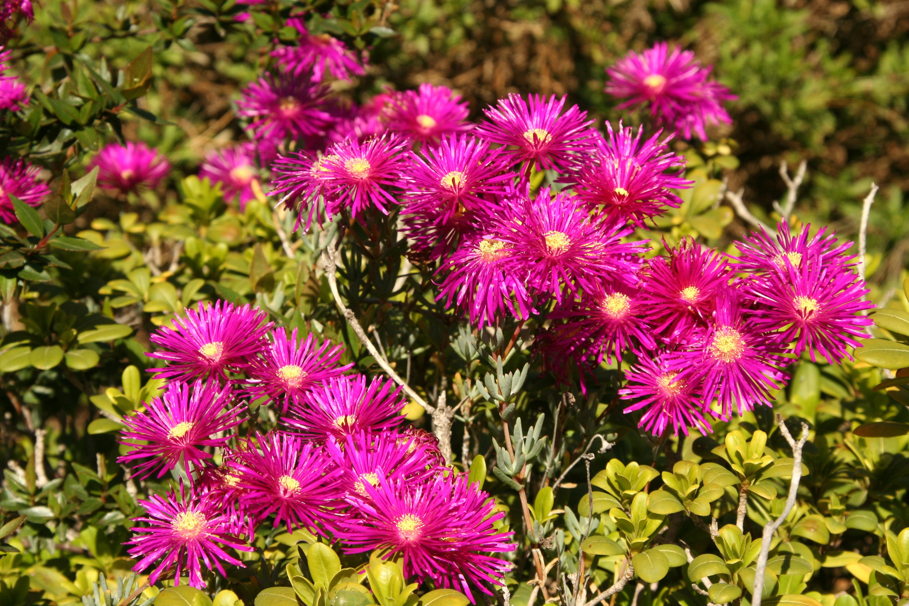Pink Mesembryanthemum flowers with green foliage HD Wallpaper